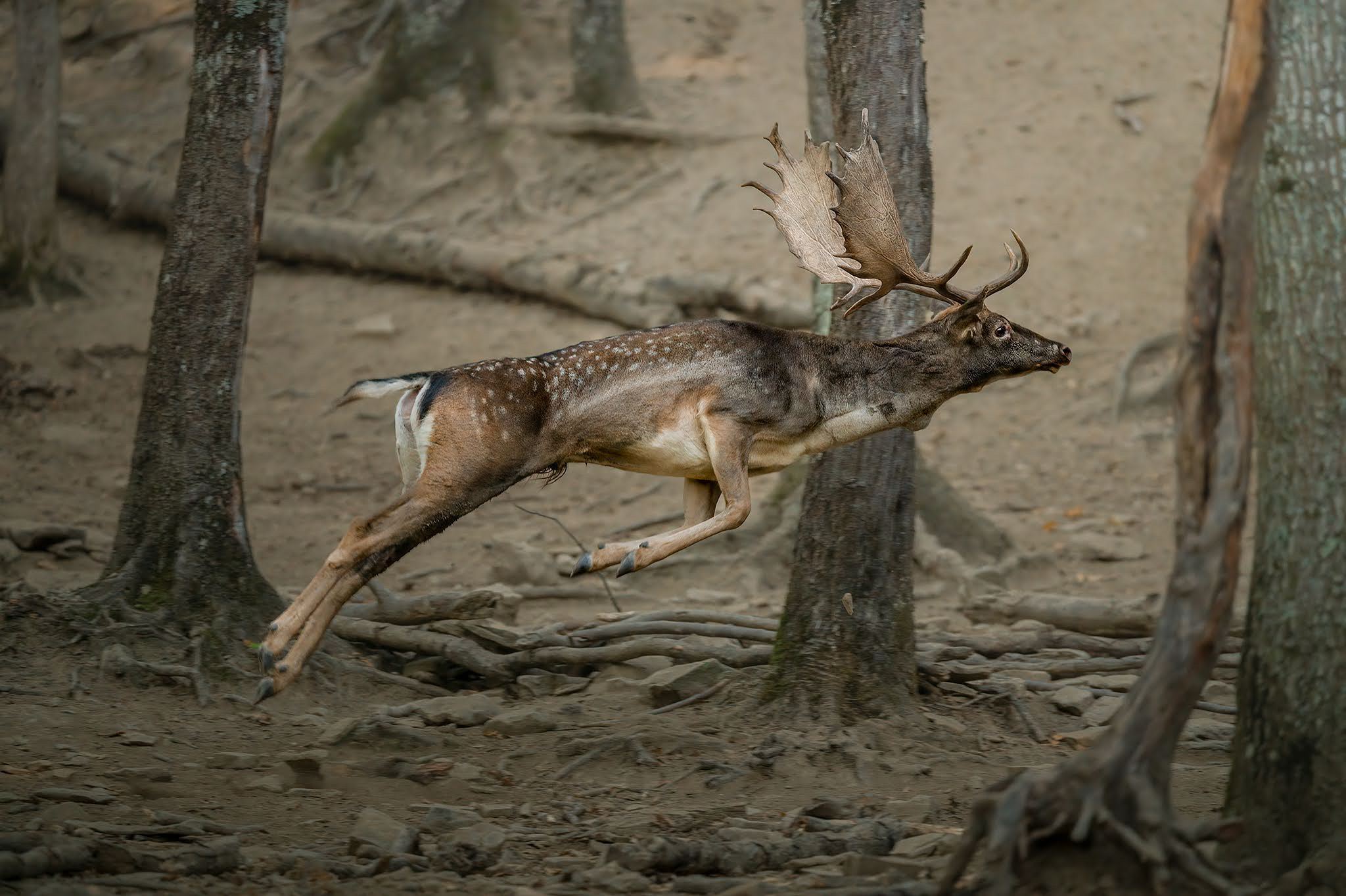 Il salto…