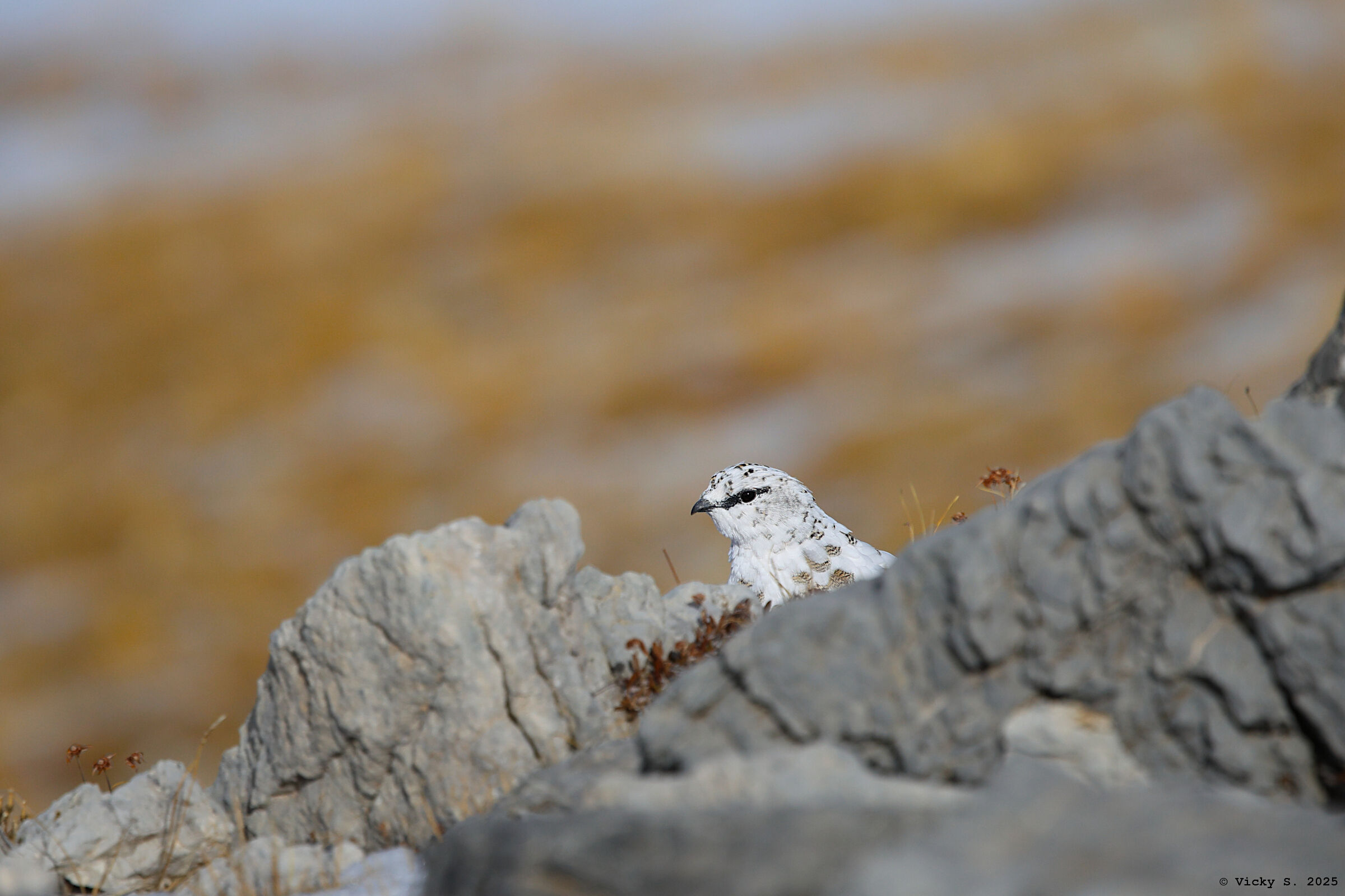 Alpine ptarmigan