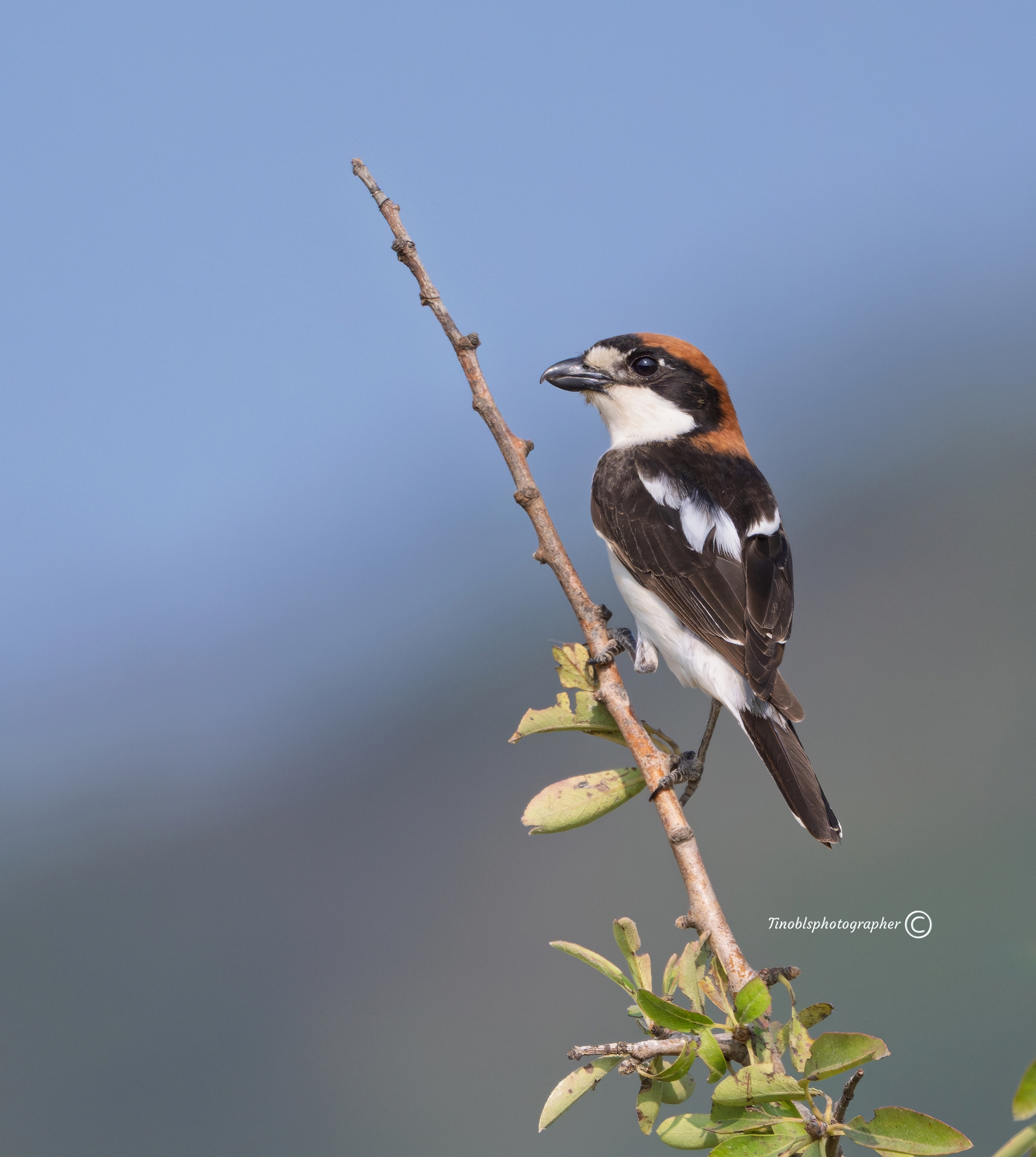 Redcap Shrike (Lanius s. badius)
