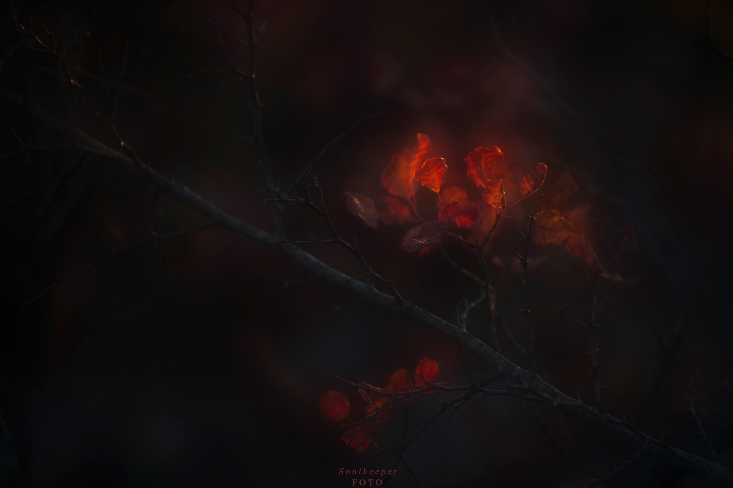 Sottovoce di autunno.