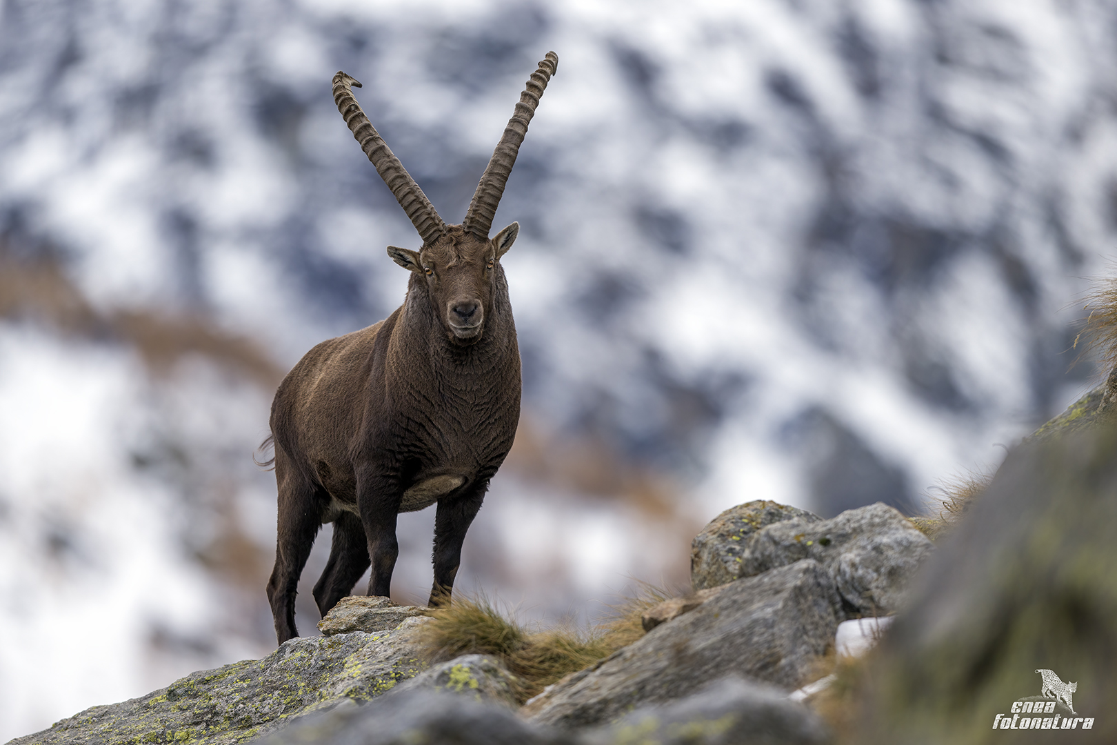 il re delle alpi