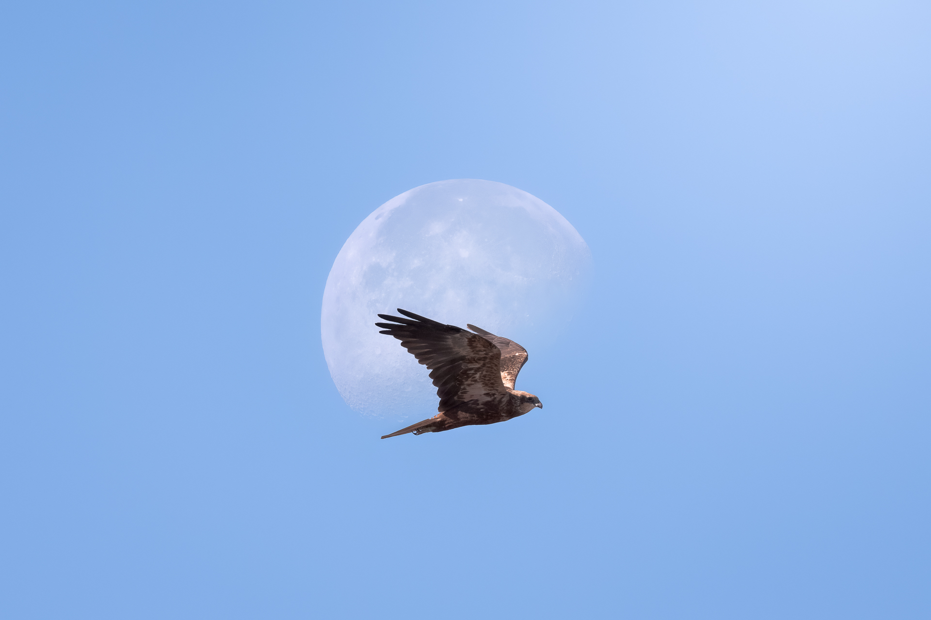 Hunter's Moon