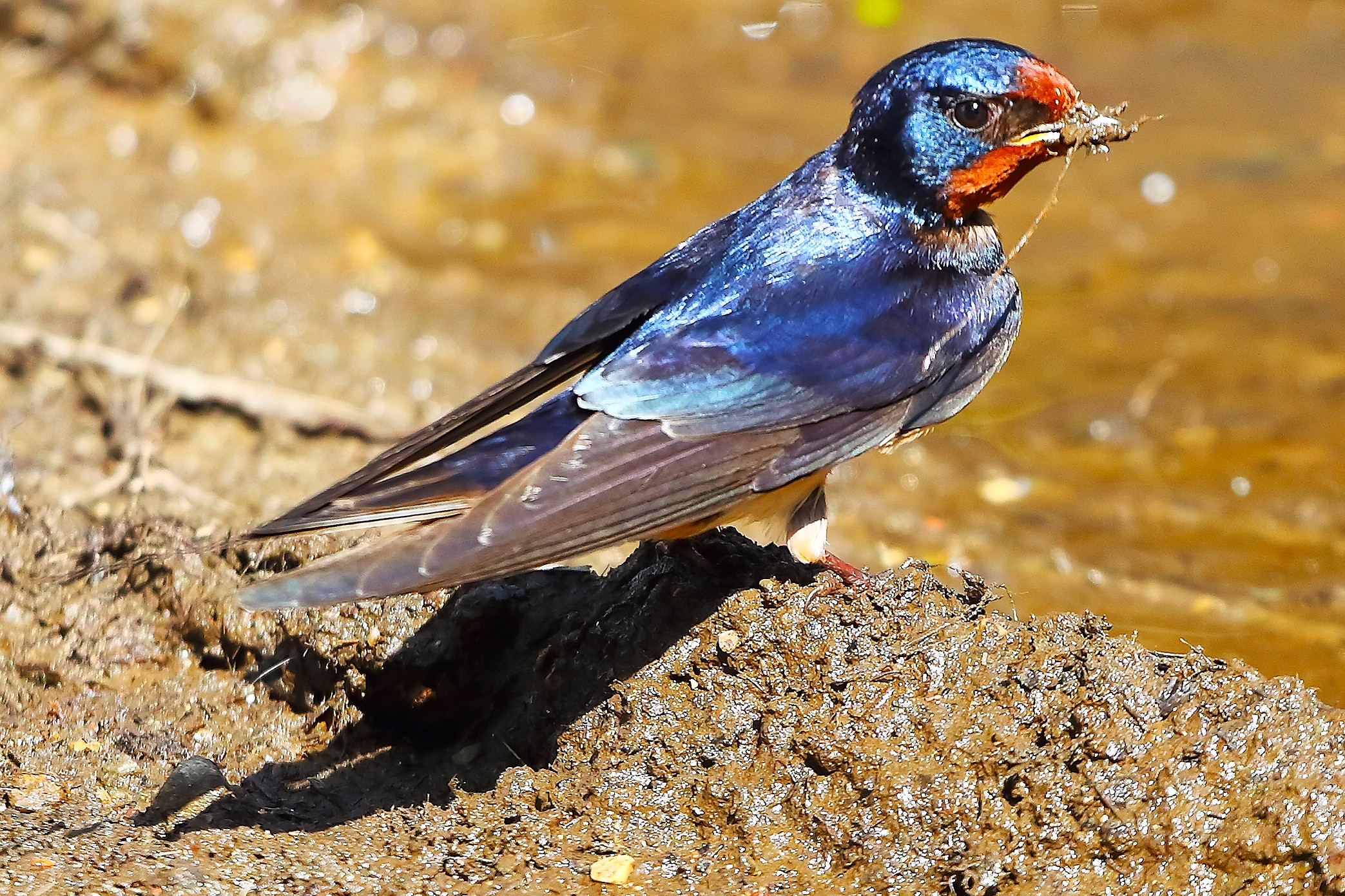 Rondine 21 maggio 2025 - 9999_22