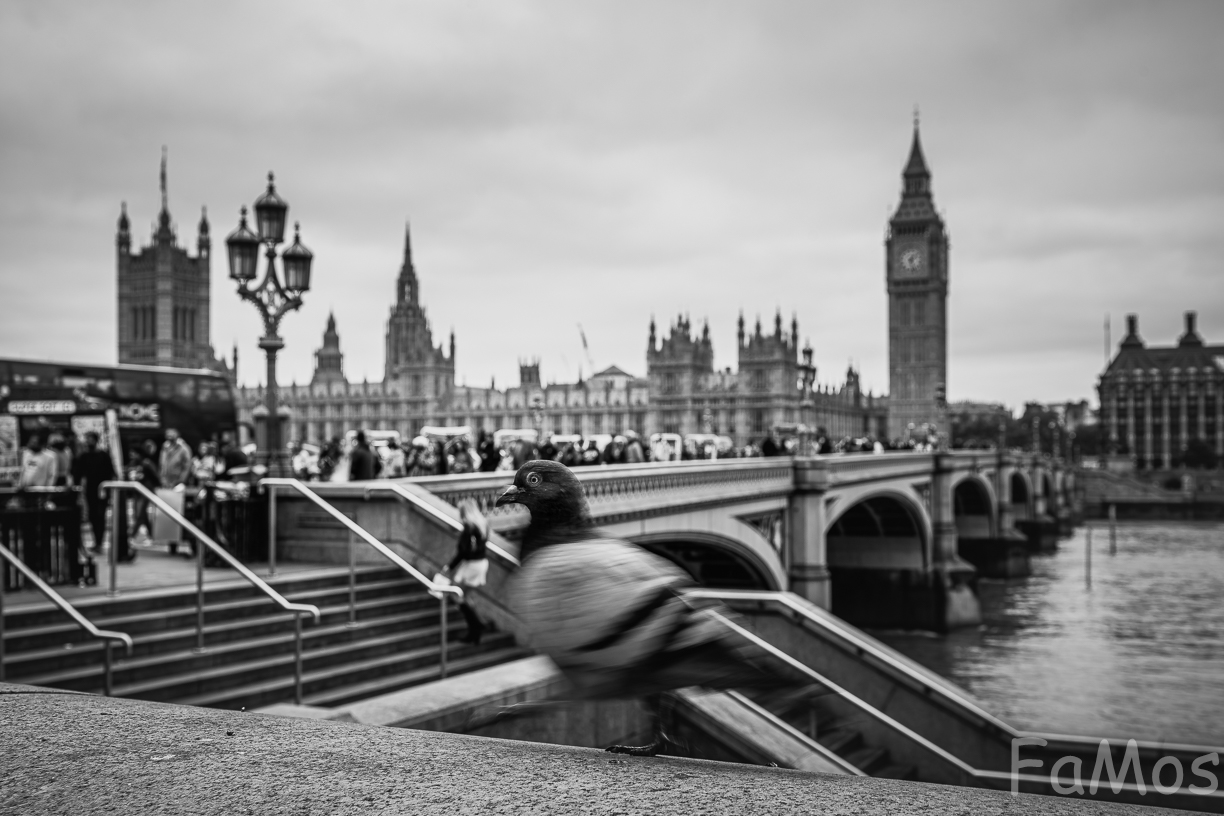 The Westminster pigeon