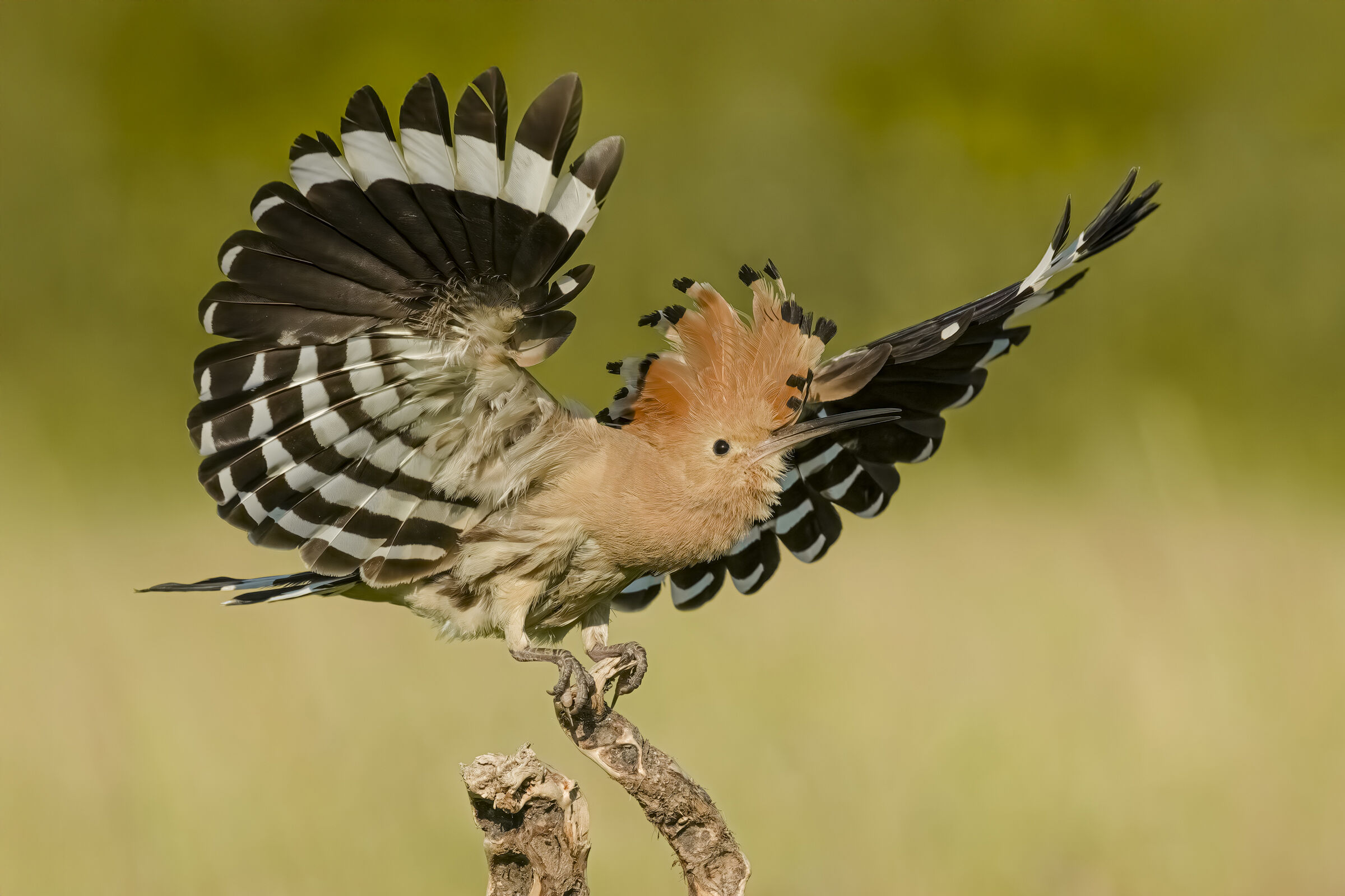 Hoopoe