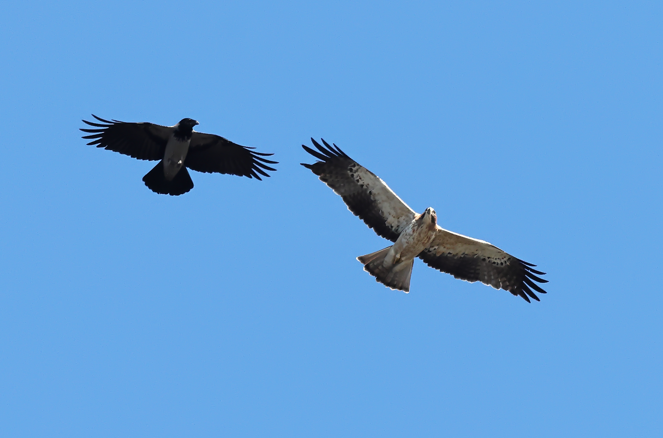 Aquila minore mobbata da cornacchia.
