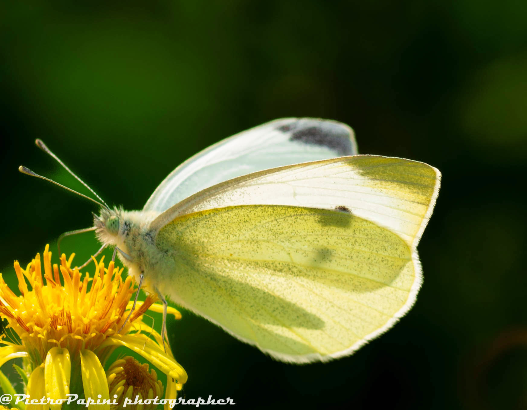 Butterfly on flower
