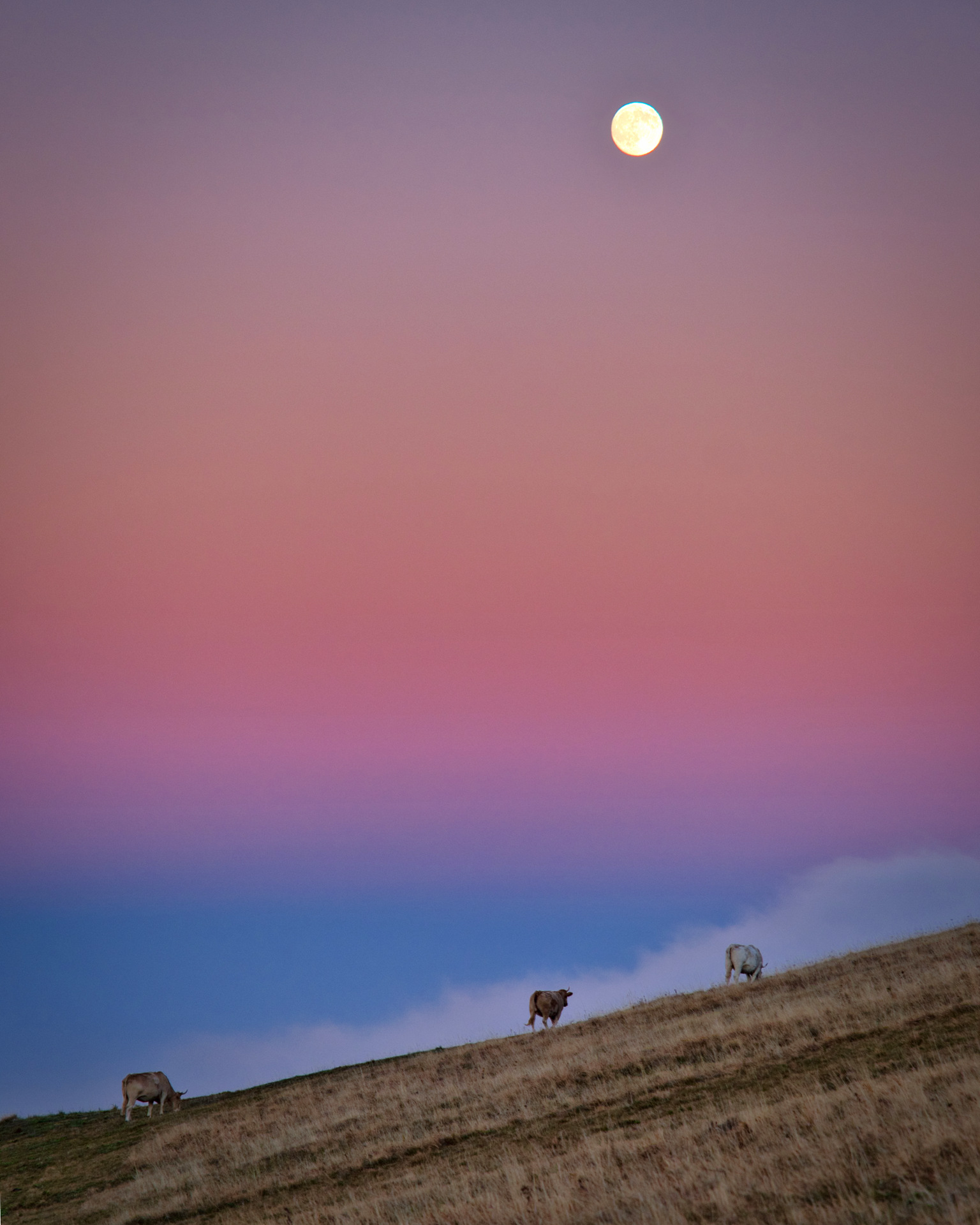 Sibillini - Pintura di Bolognola (MC)