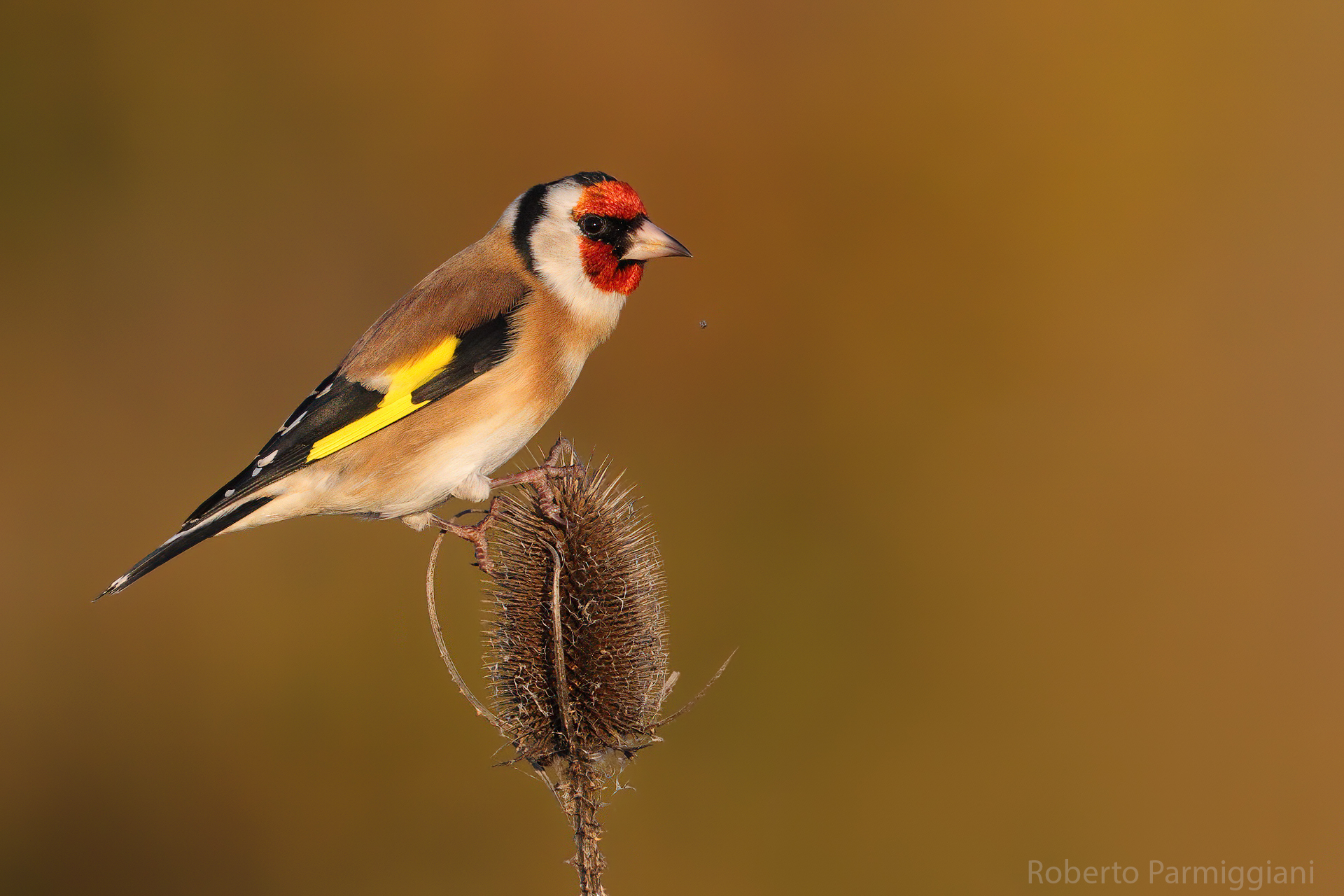 Sunset with goldfinch