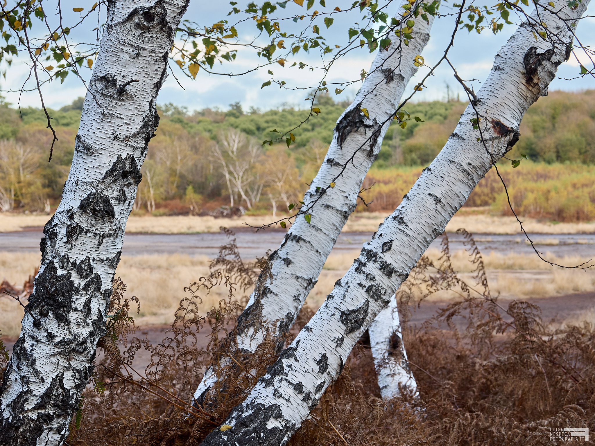 The white birches of Manziana, Rome