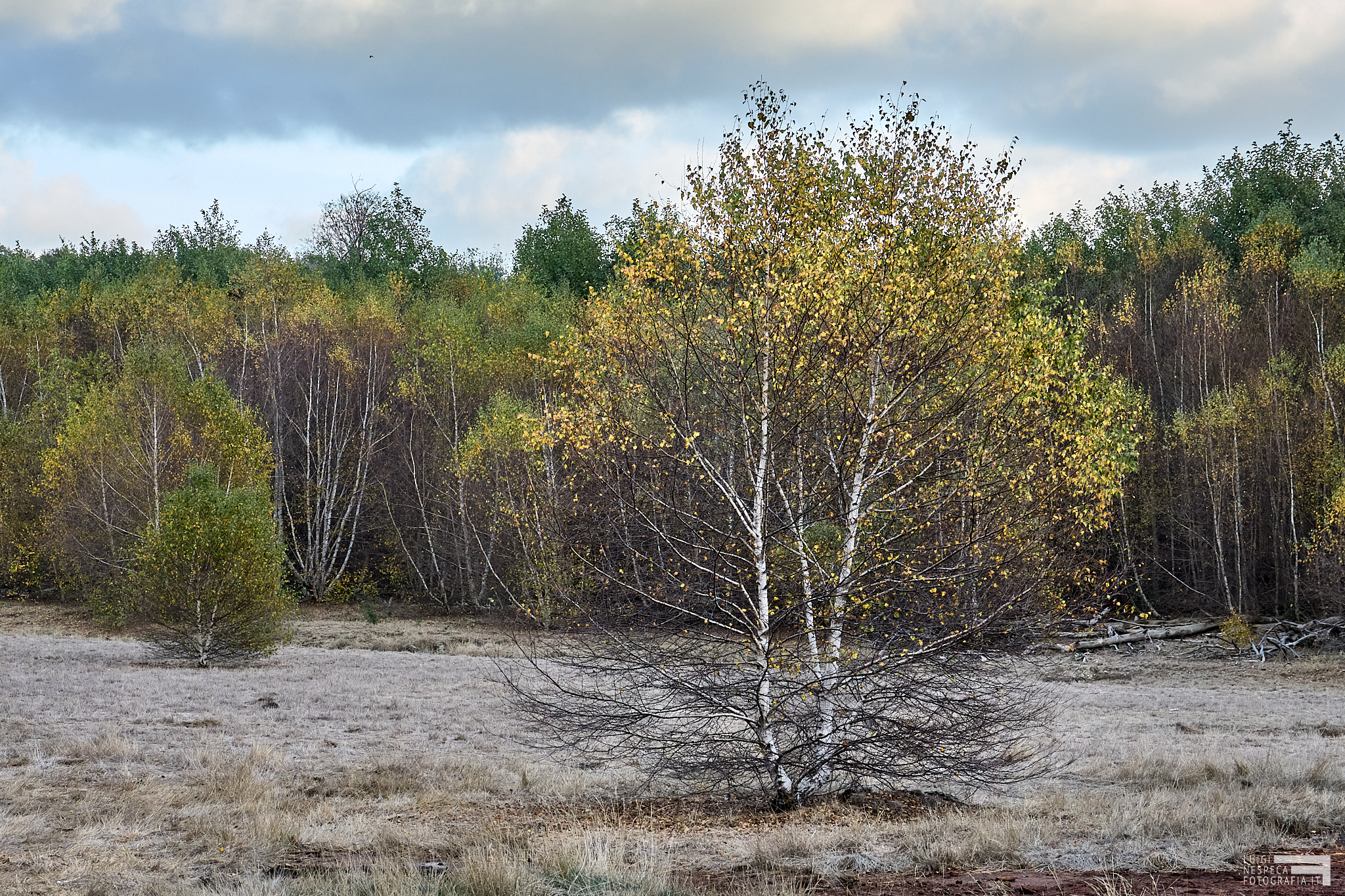 The white birches of Manziana, Rome