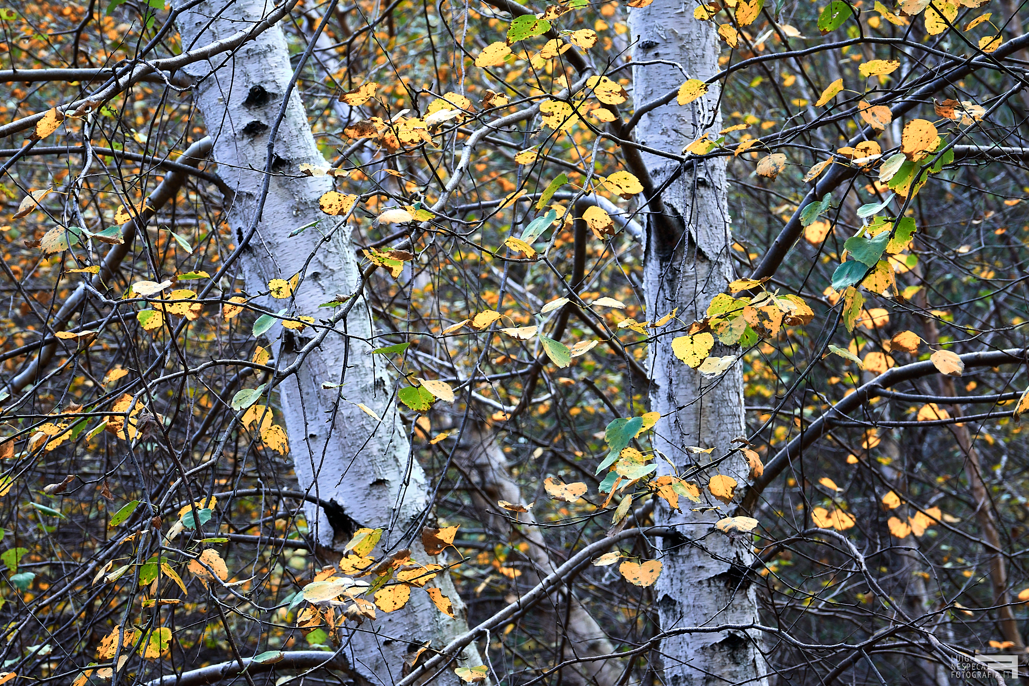 The white birches of Manziana, Rome