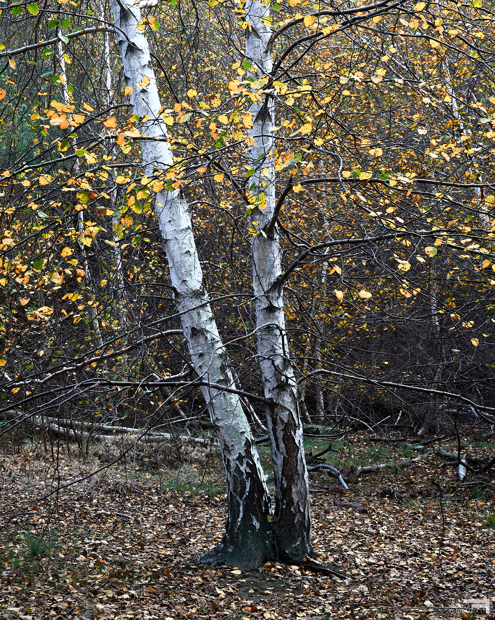The white birches of Manziana, Rome