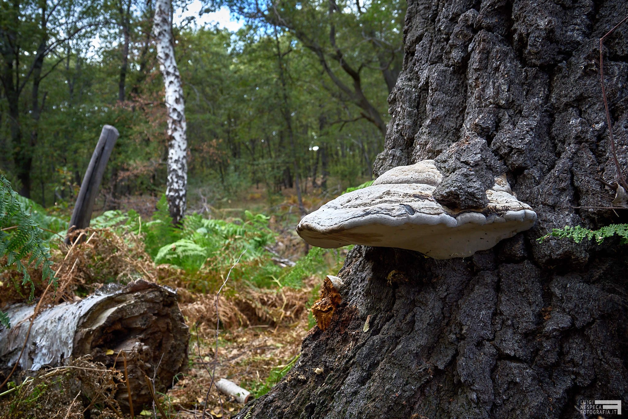 The white birches of Manziana, Rome - Shelf mushroom