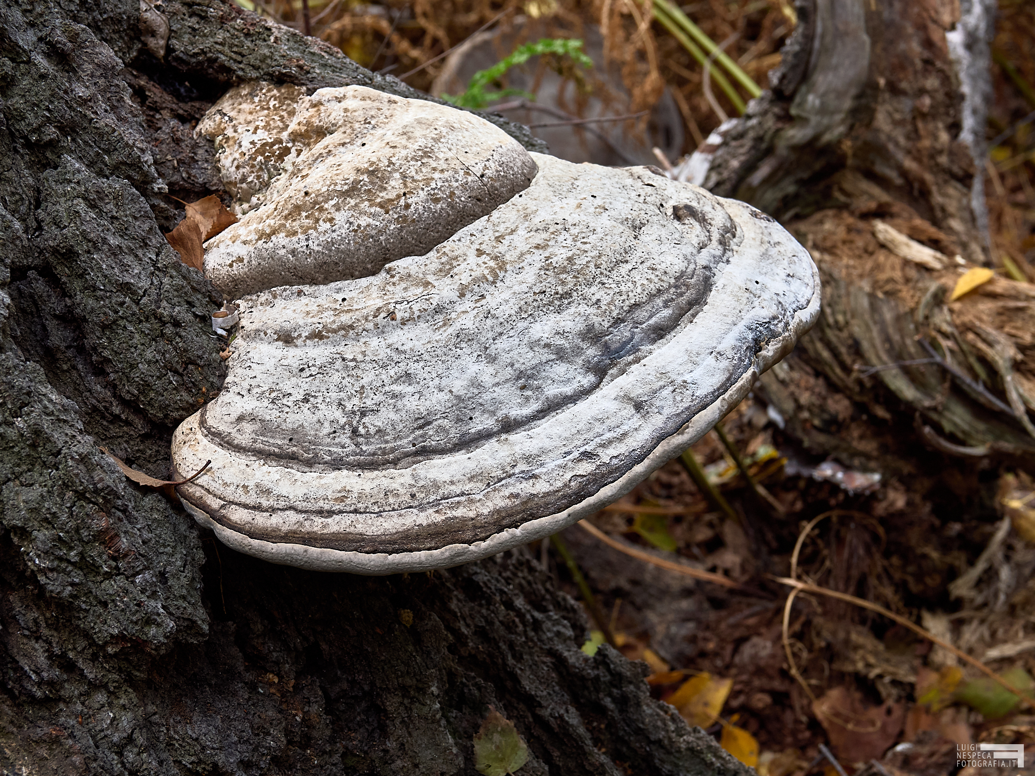 The white birches of Manziana, Rome - Shelf mushroom