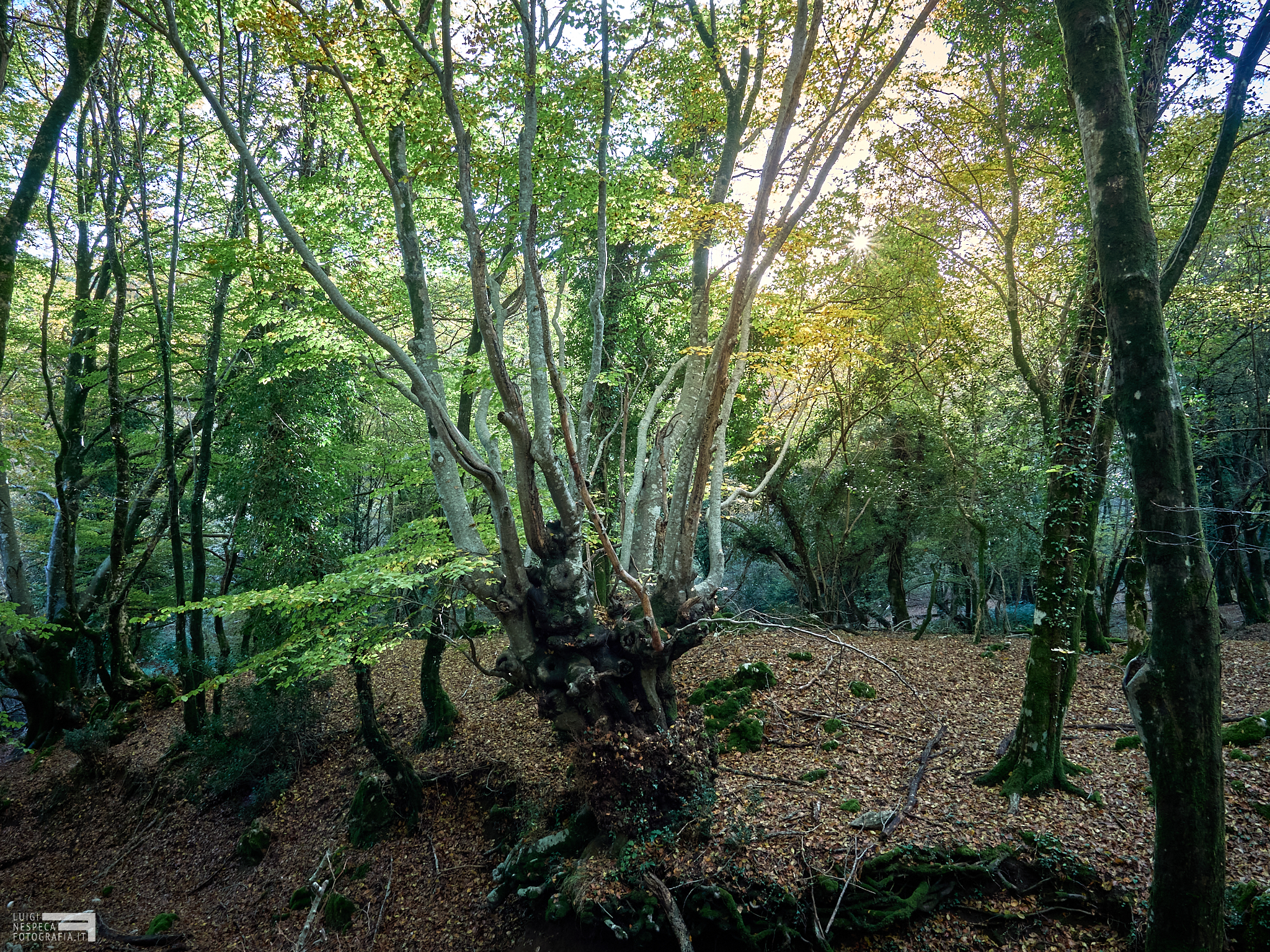 Autumn on Monte Gennaro - Valle Cavalera