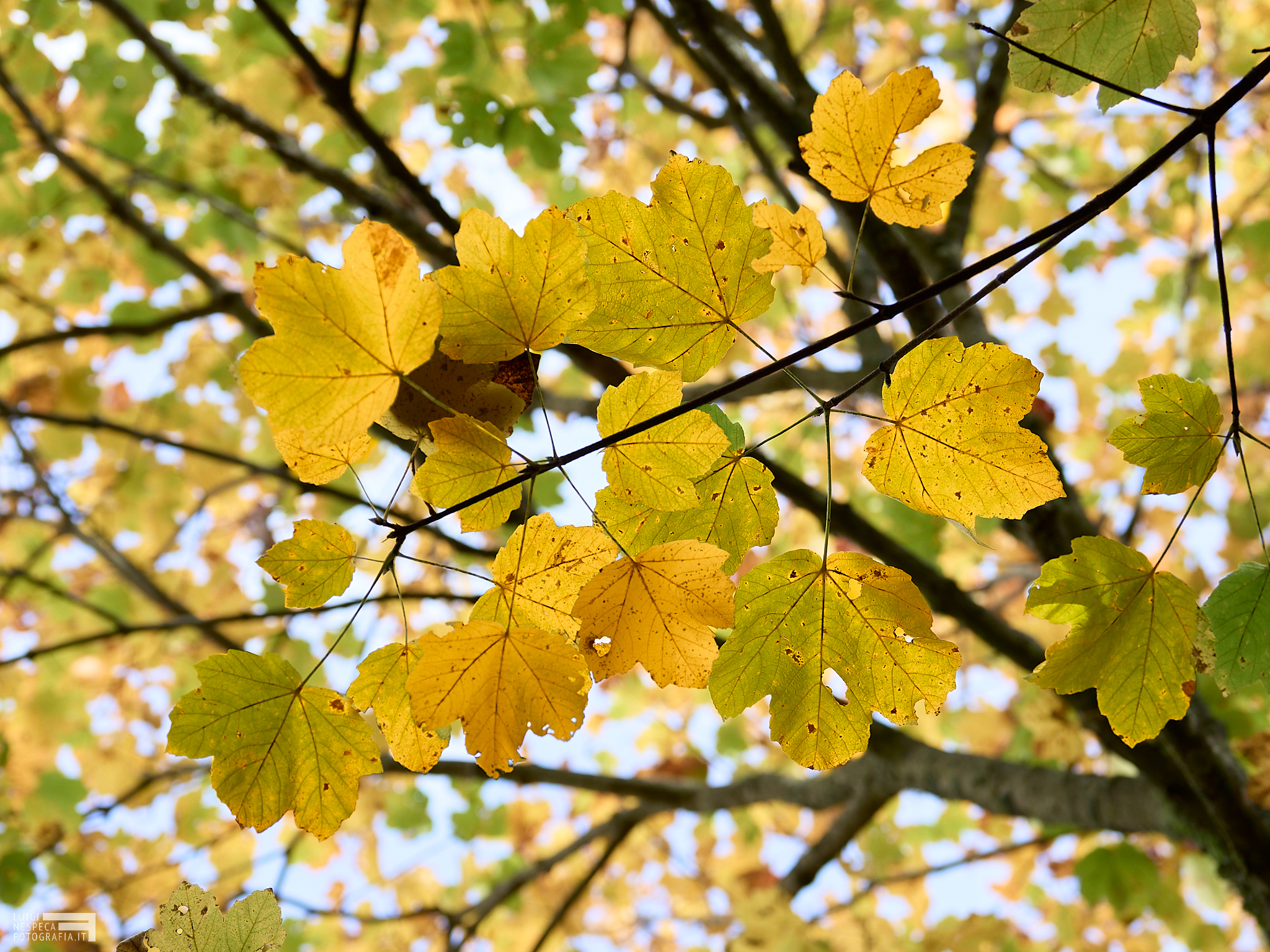 Autumn on Monte Gennaro - Valle Cavalera