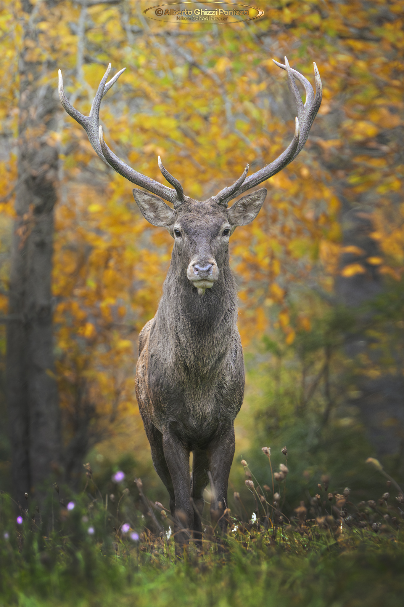 Deer in Villetta Barrea