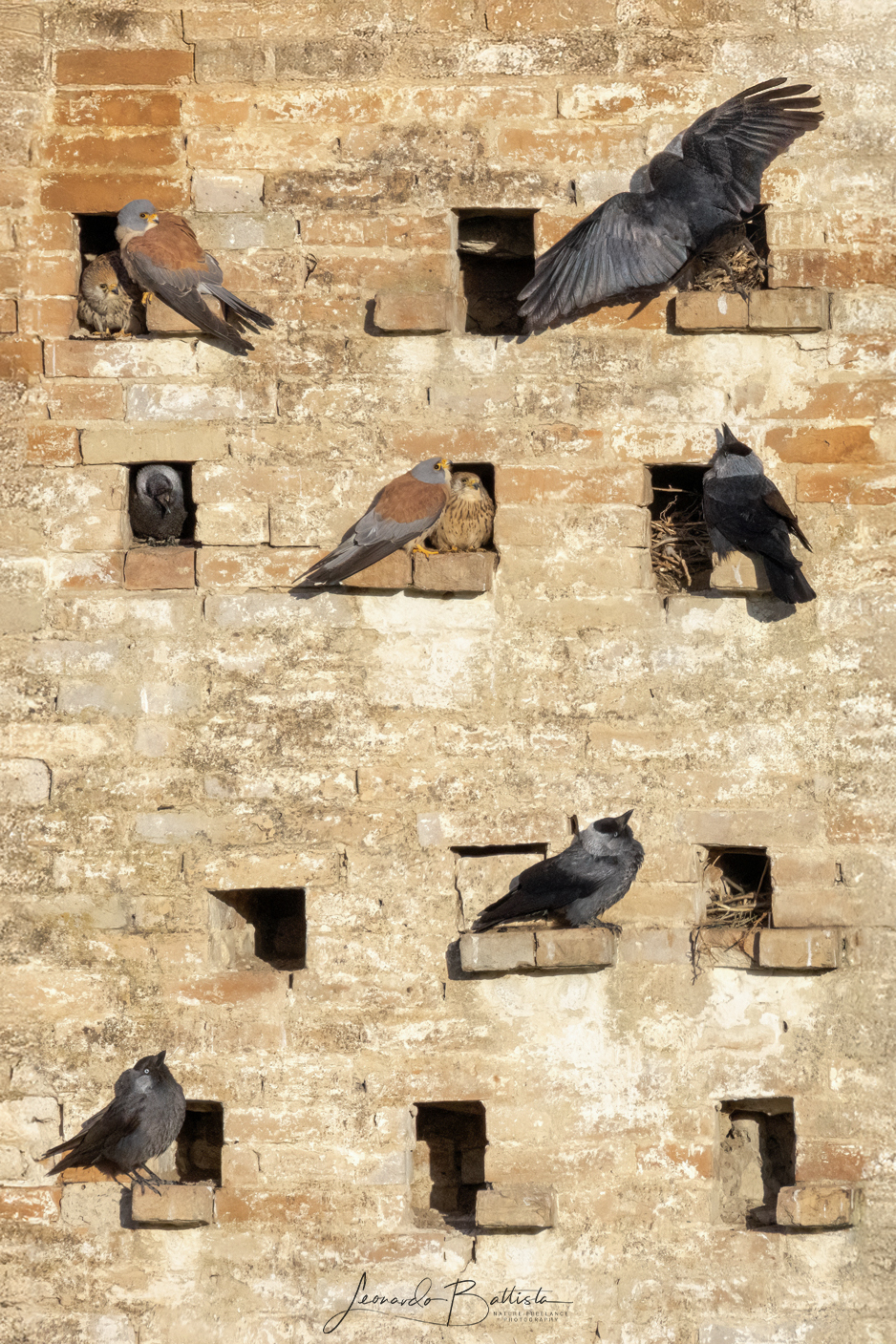 Lesser kestrels and jackdaws in the condominium