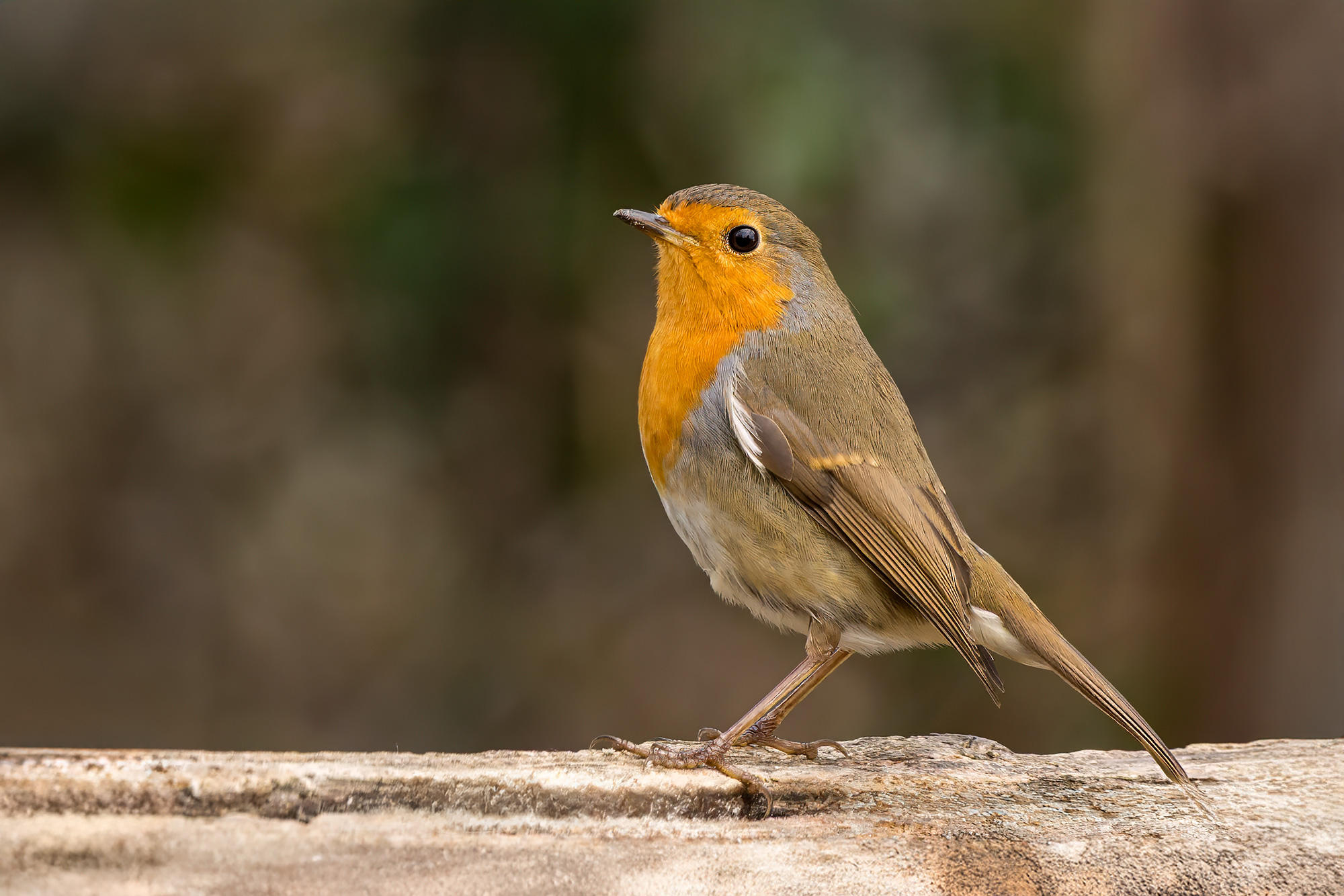 Robin