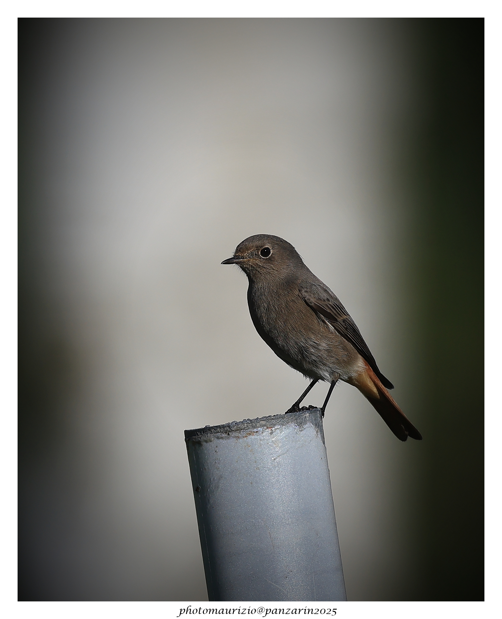 Black redstart