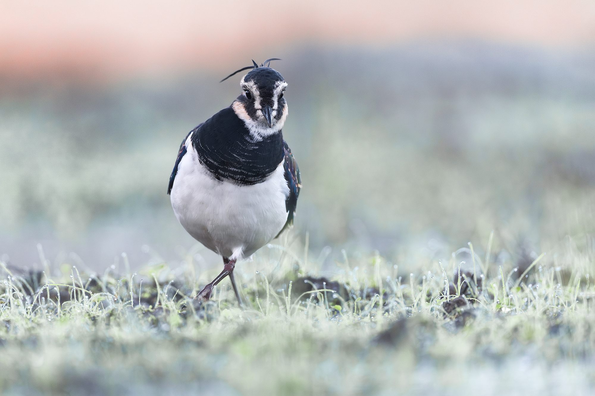 Lapwing