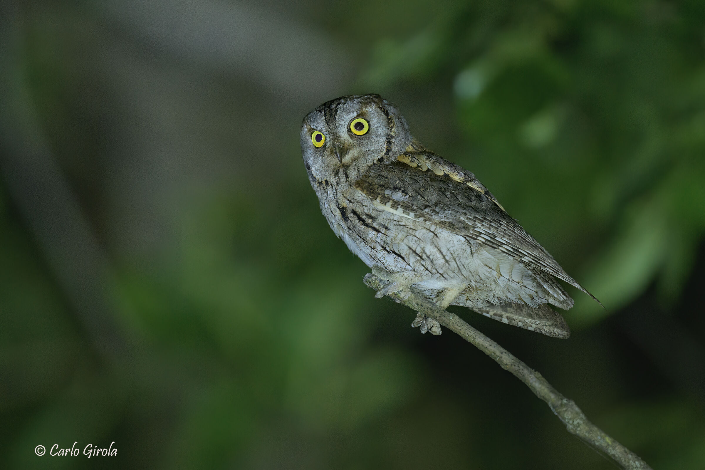 Scops Owl (Otus scops)