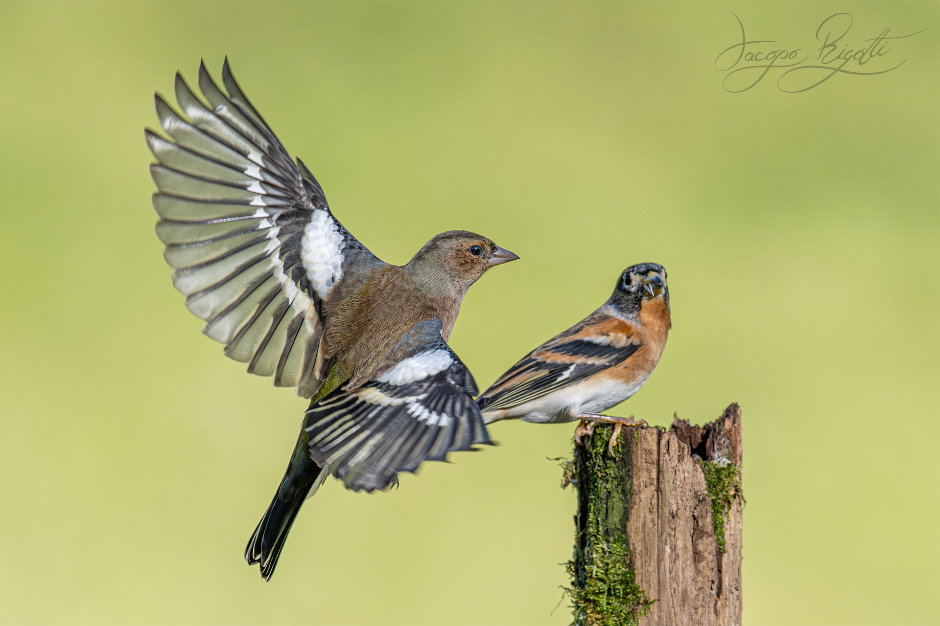 The attack of the chaffinch