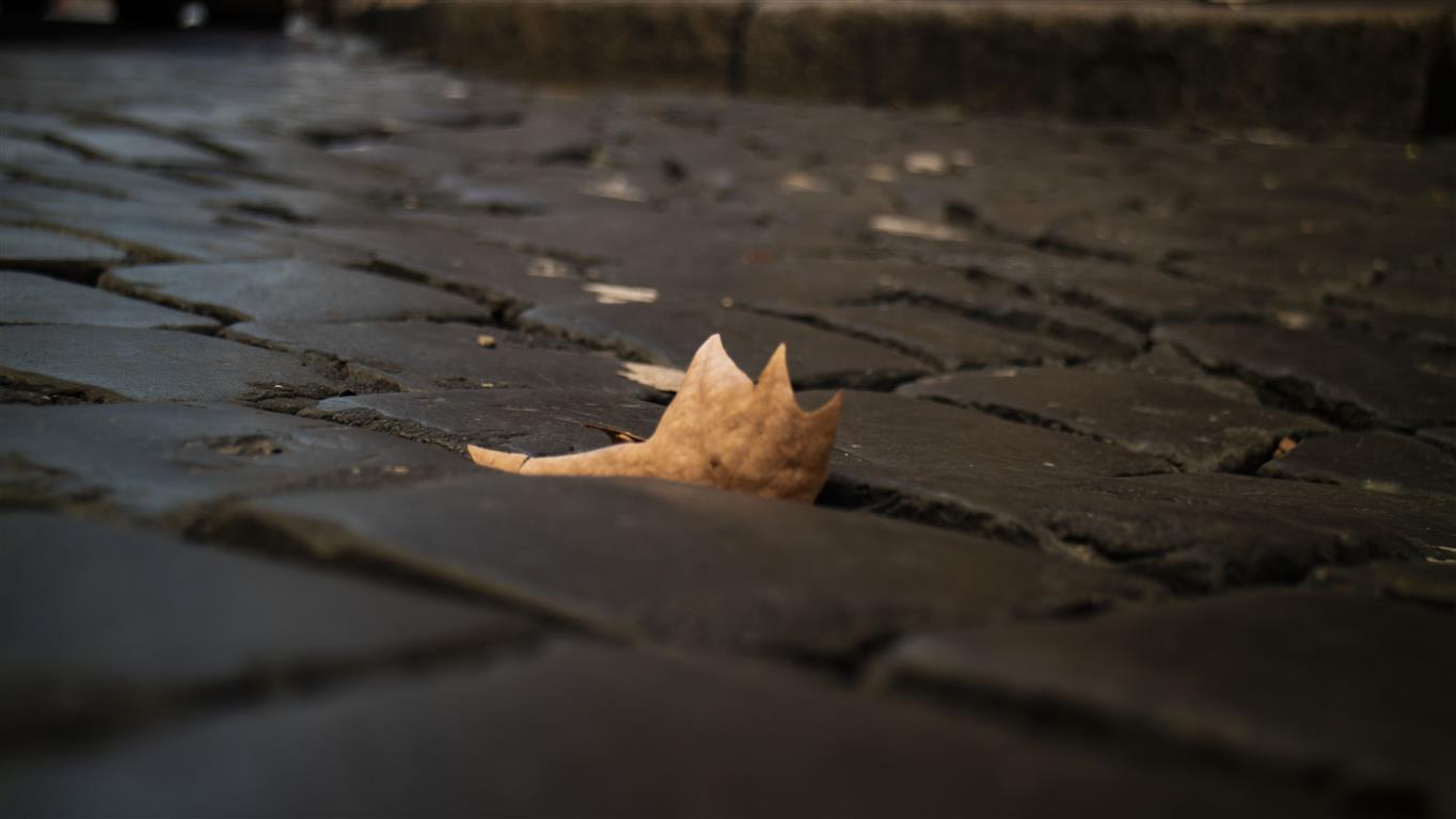 Leaf lives