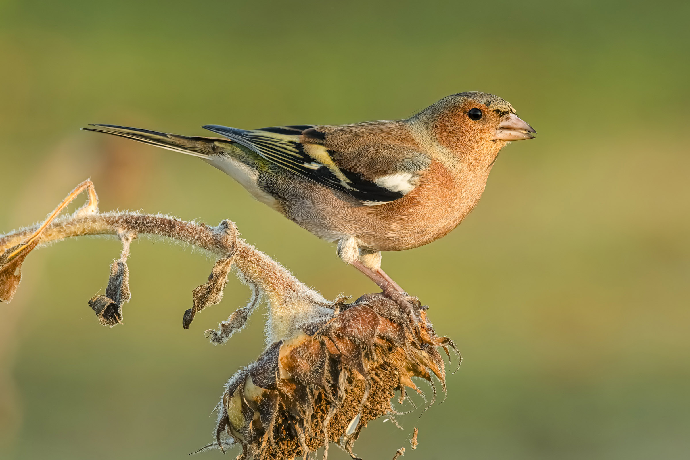 Chaffinch