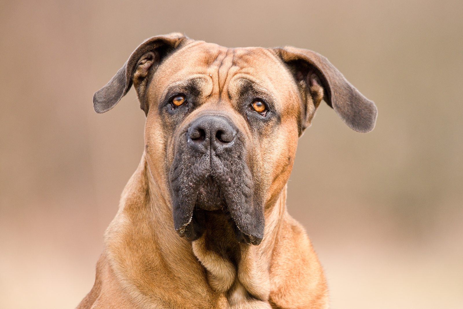 Cane Corso