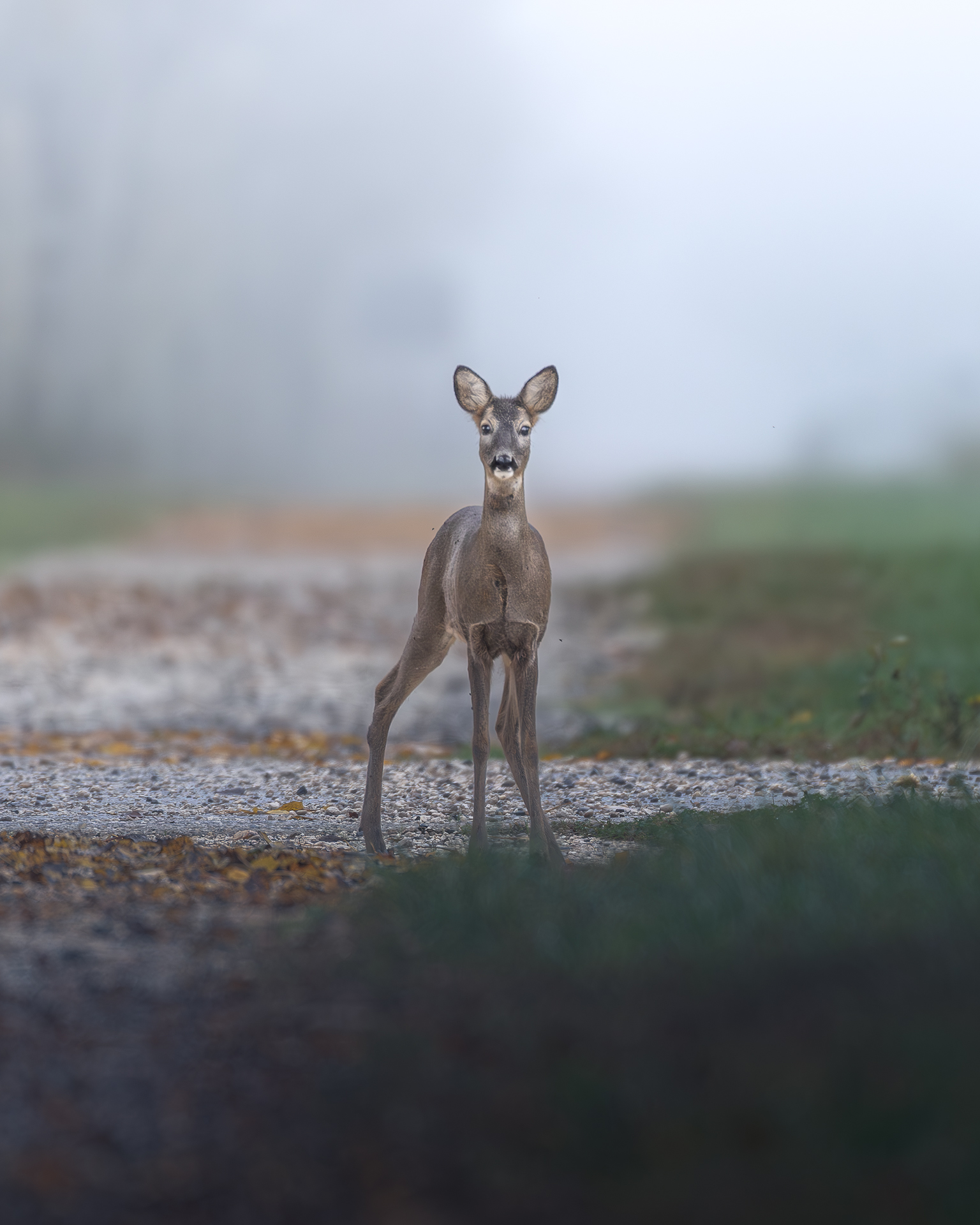 Roe deer, Vallevecchia Caorle
