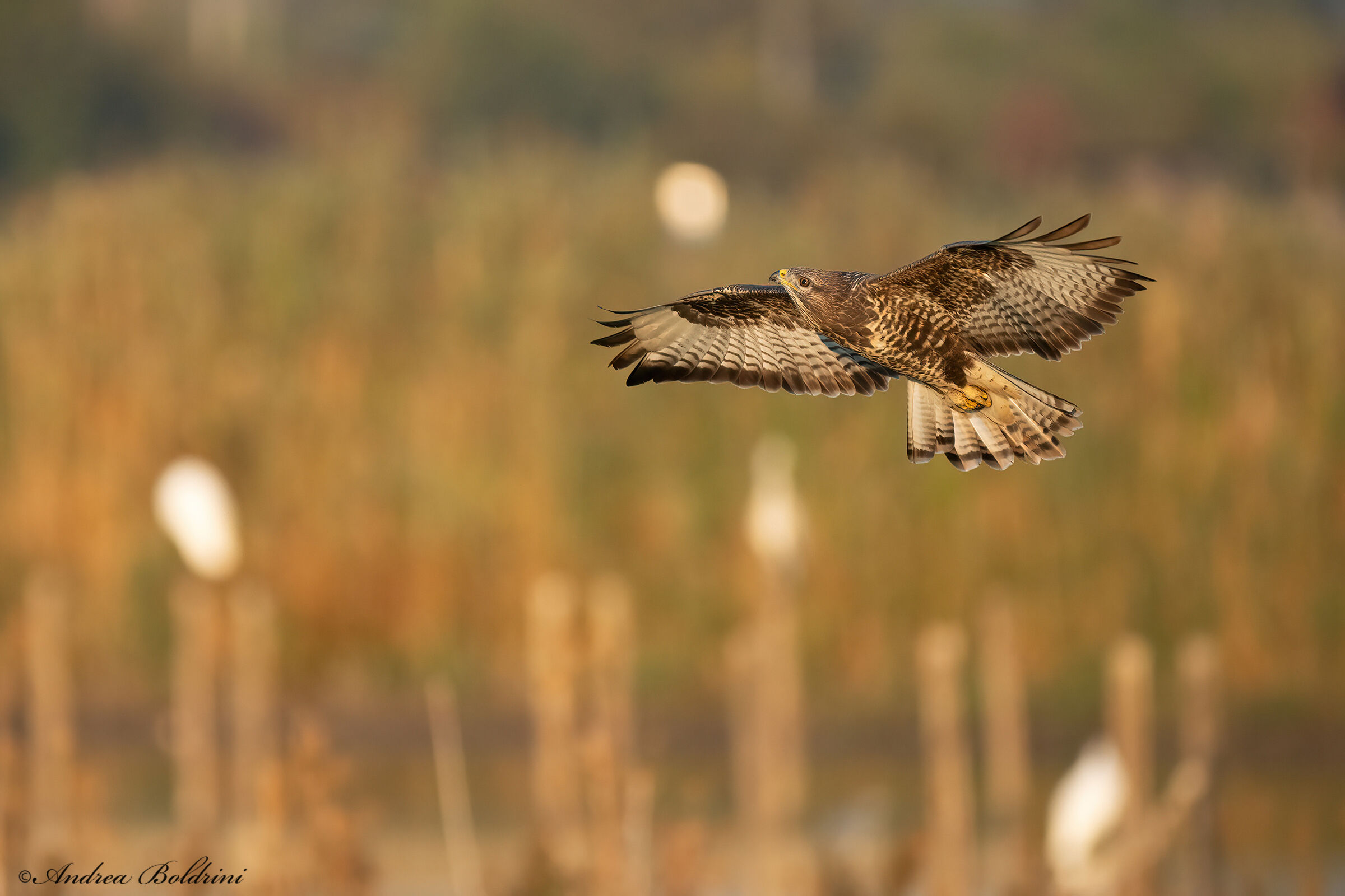 Buzzard