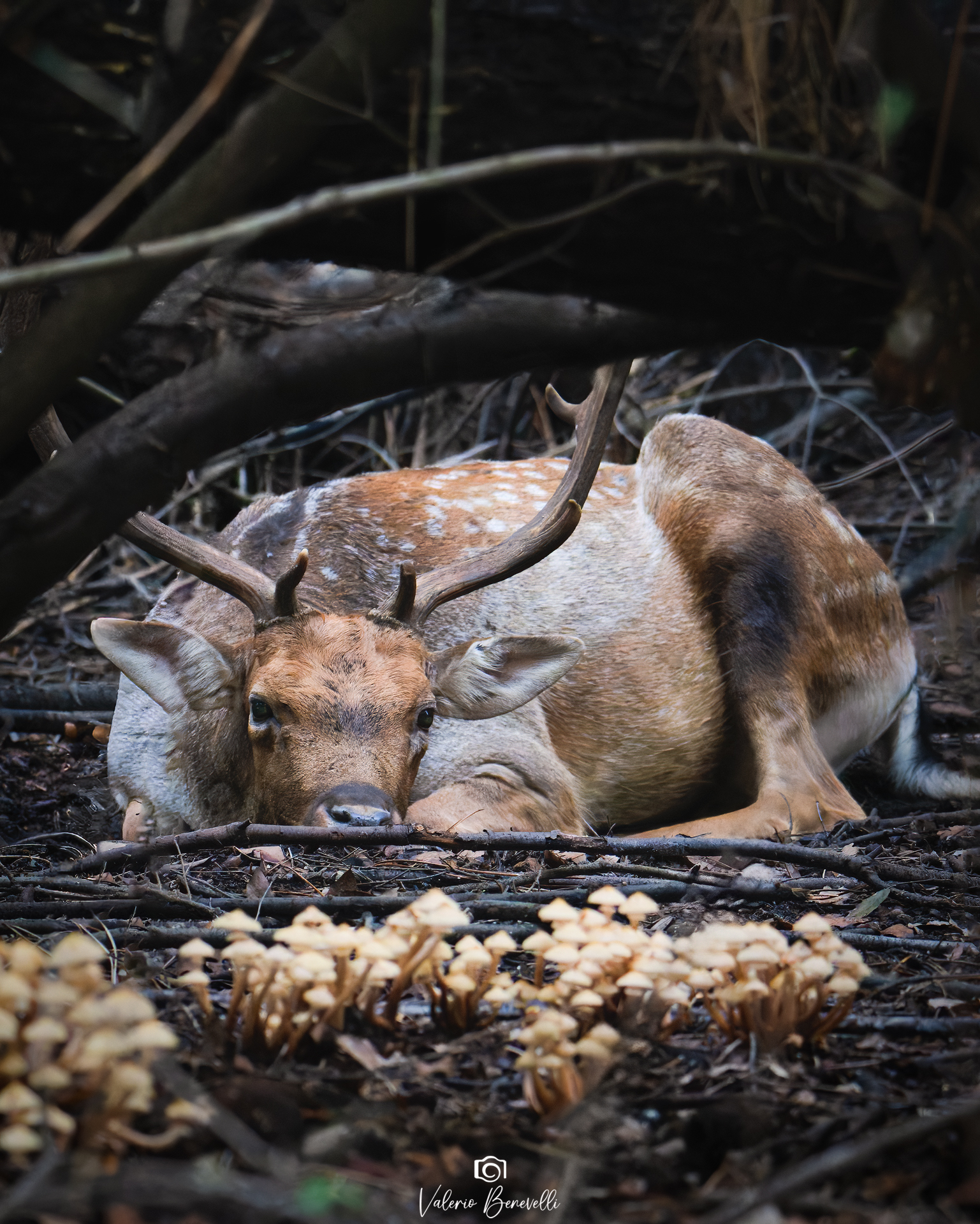 Daino maschio e funghi