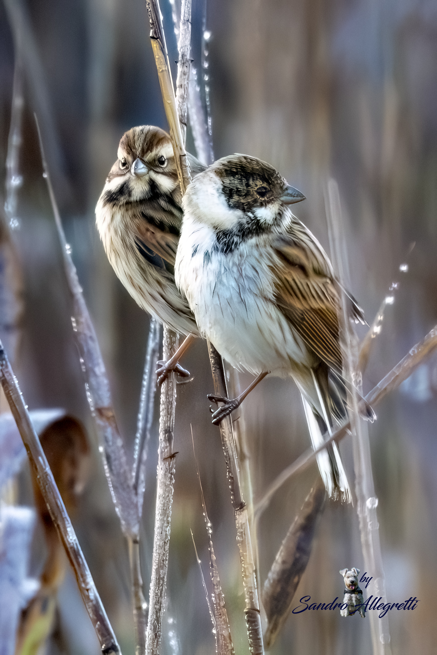 Il migliarino di palude (Emberiza schoeniclus)