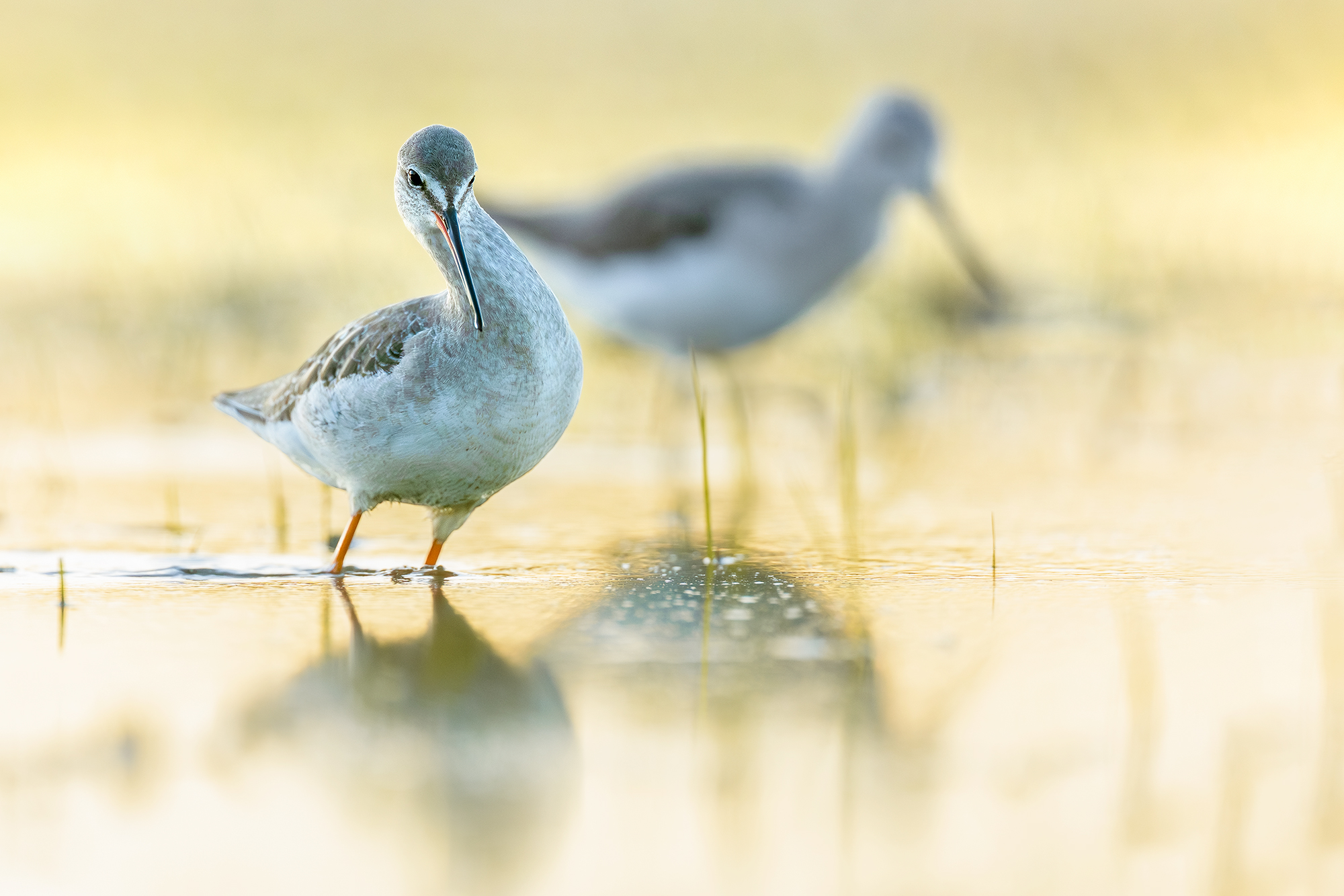 Brown squid against the light
