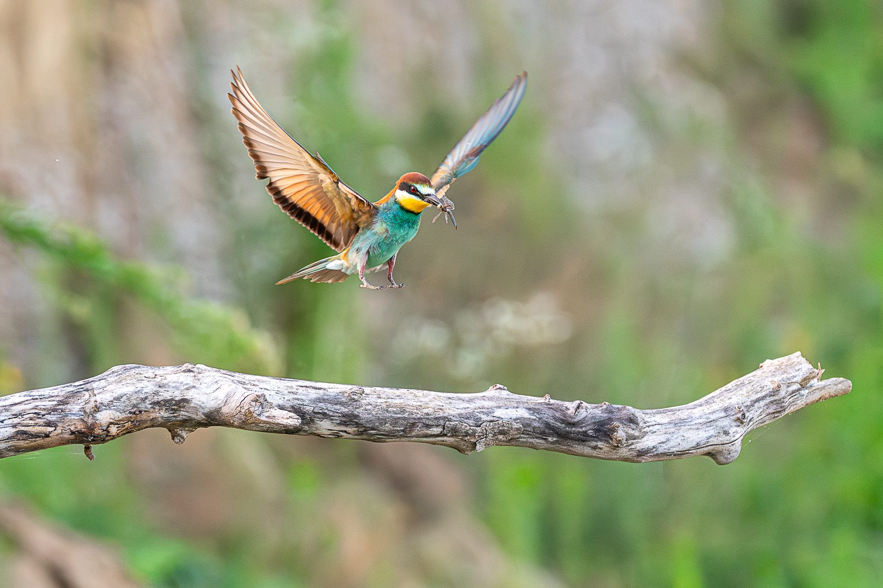 Bee-eater
