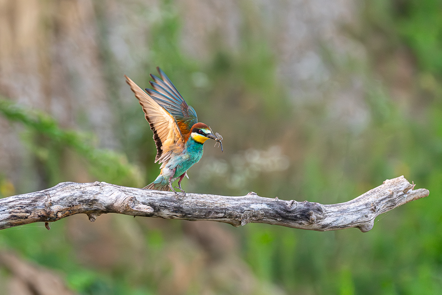 Bee-eater