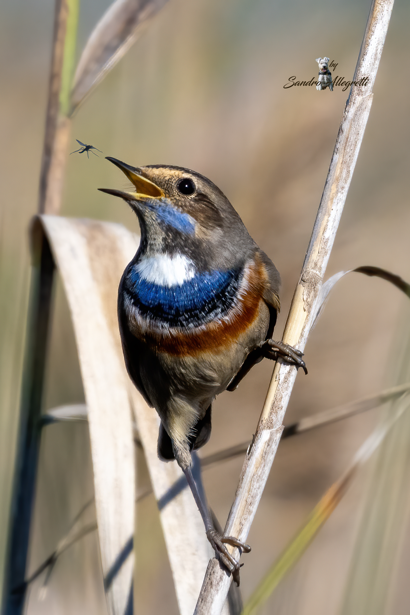 Il pettazzurro (Luscinia svecica)