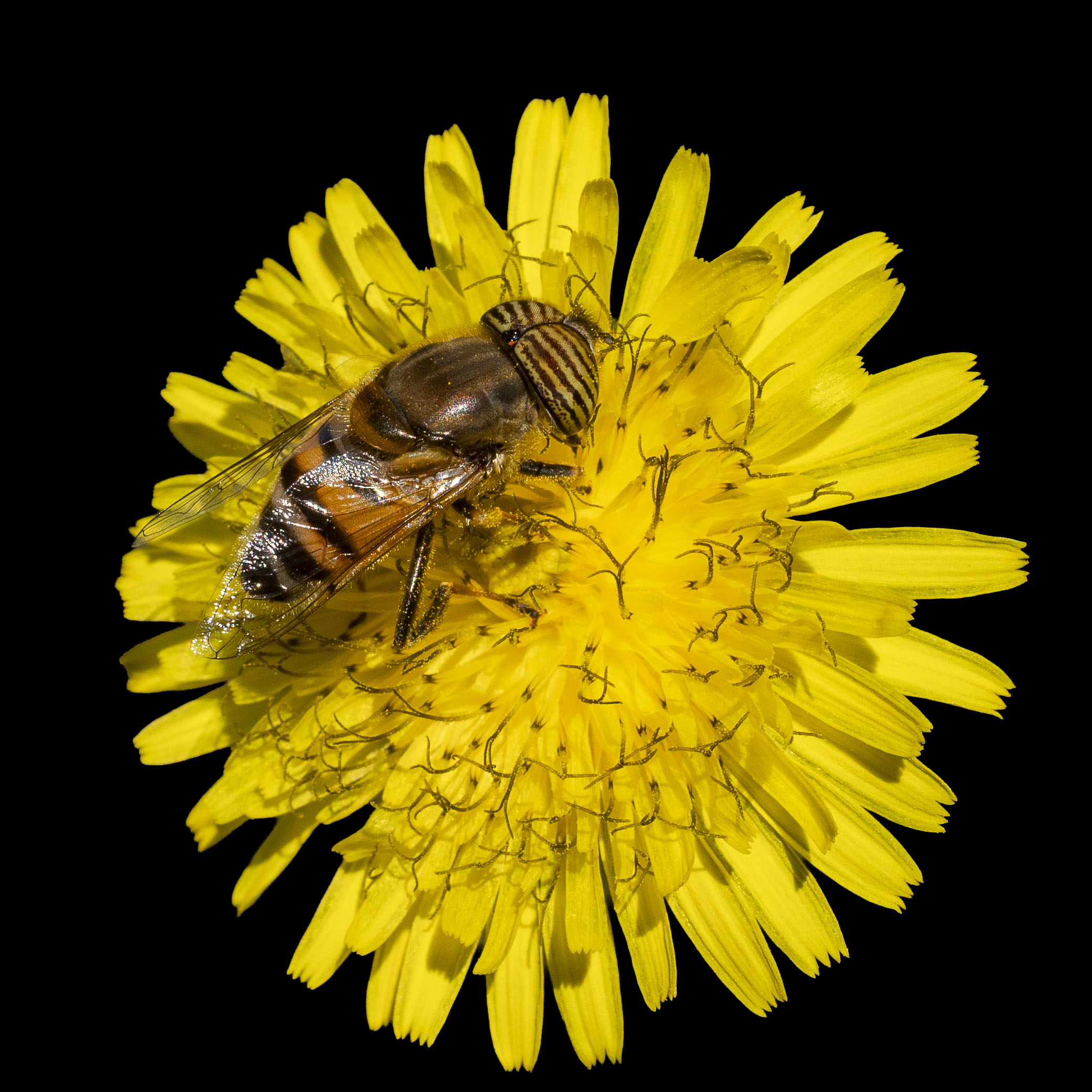 Striped Slicked Hoverflies