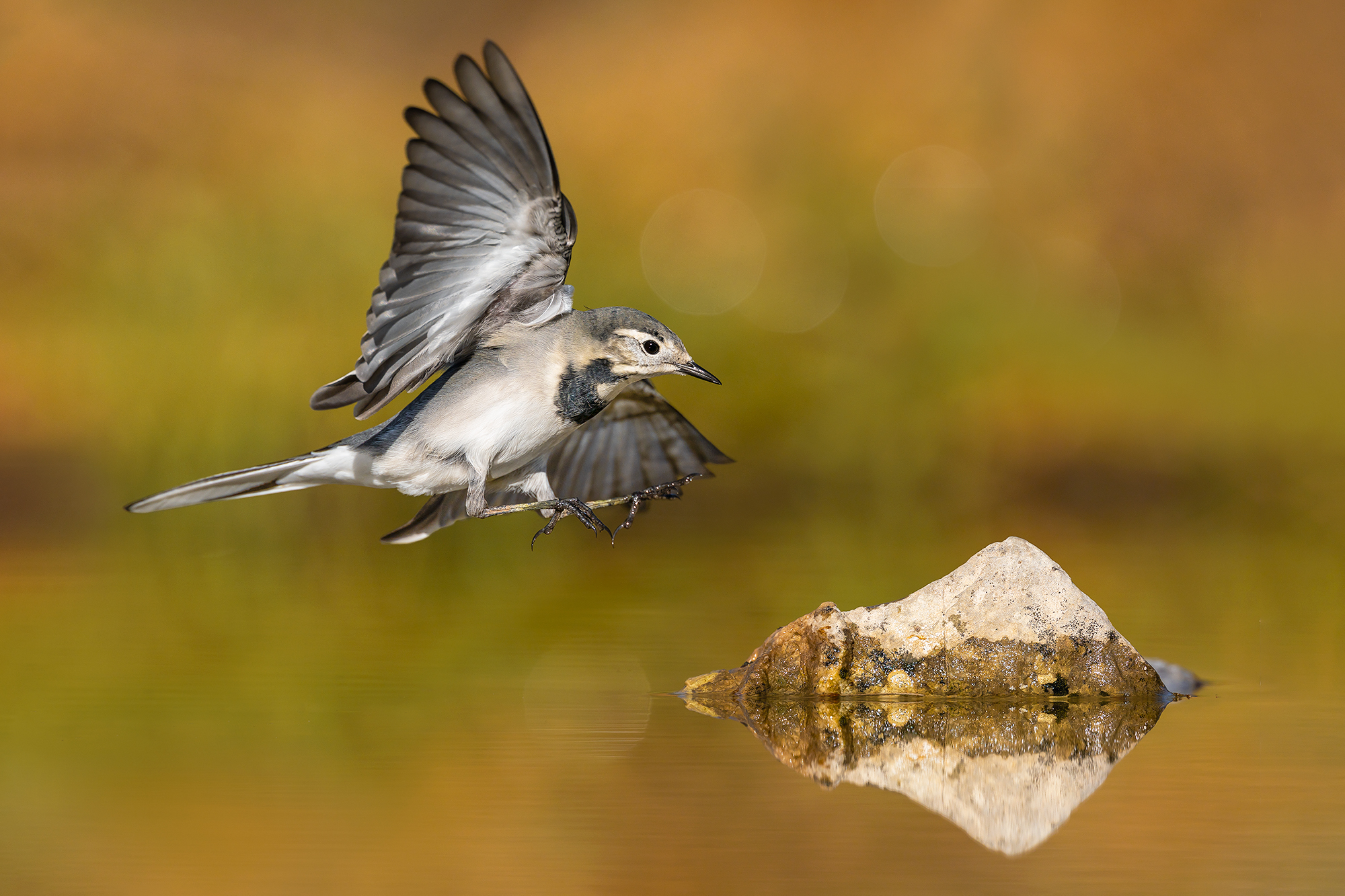 White wagtail