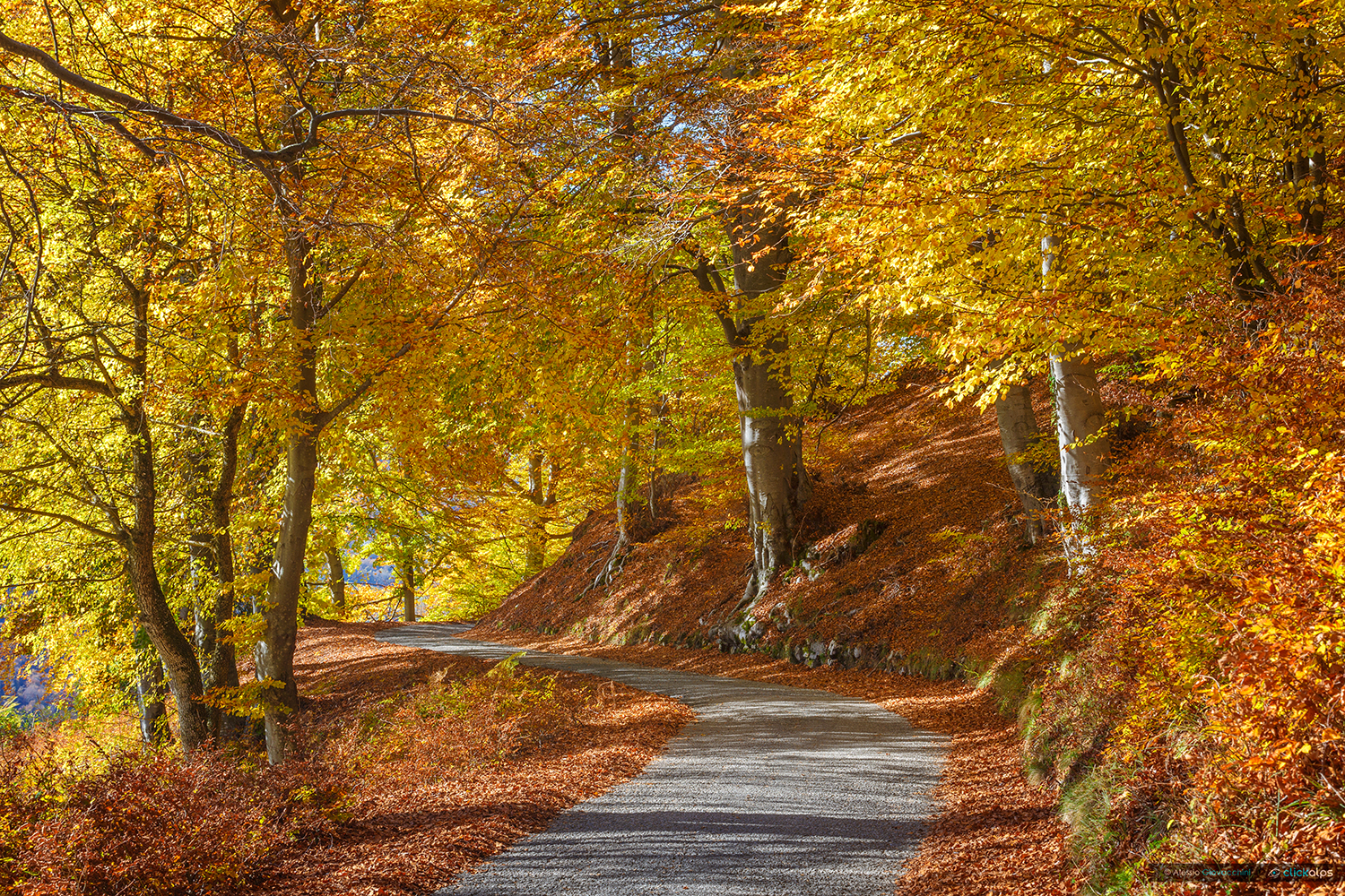 The road in autumn
