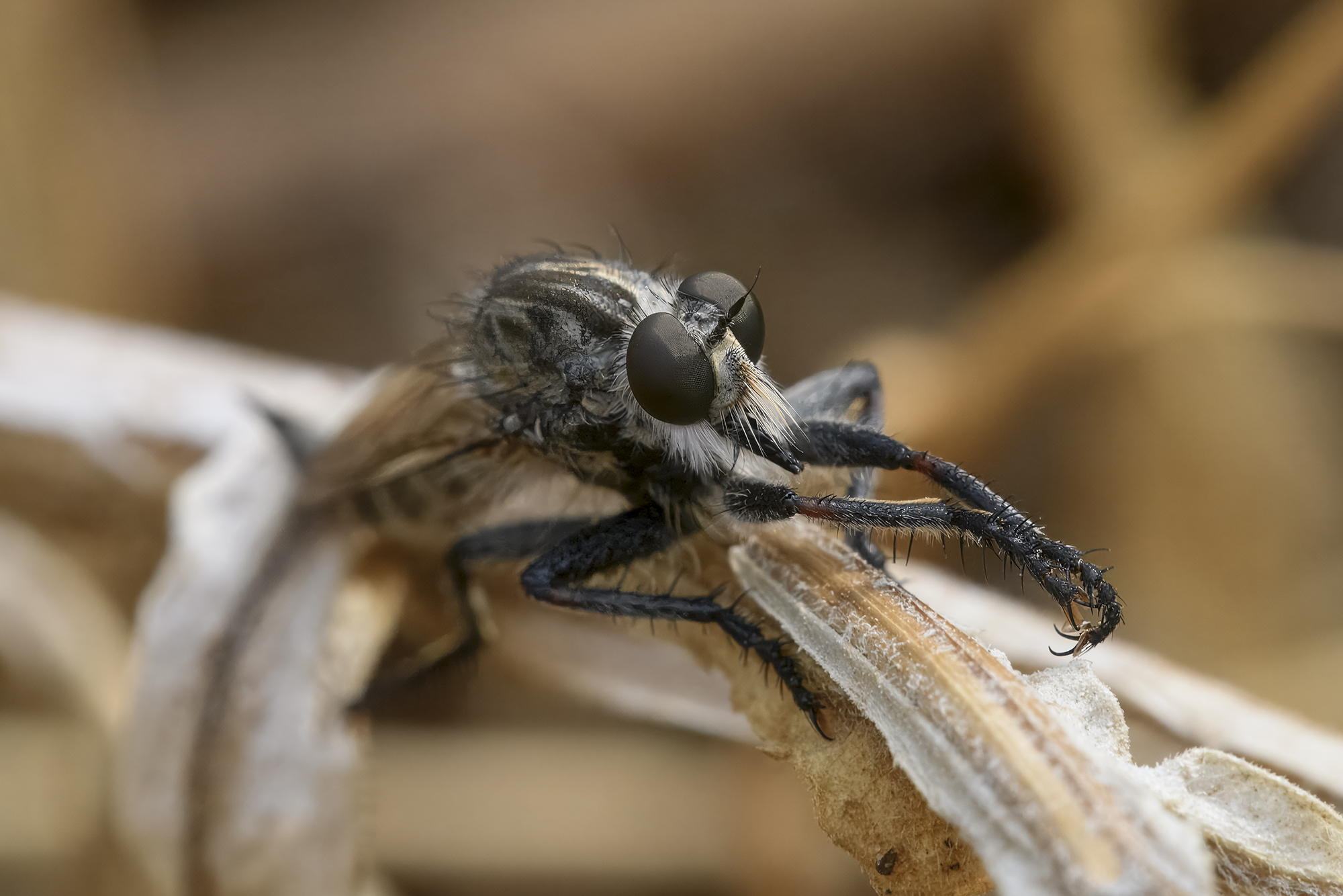 Machimus rusticus
