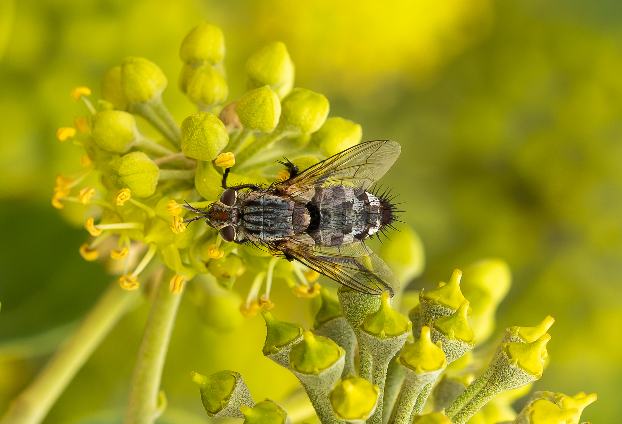 The Horsefly. Like you've never seen it before...