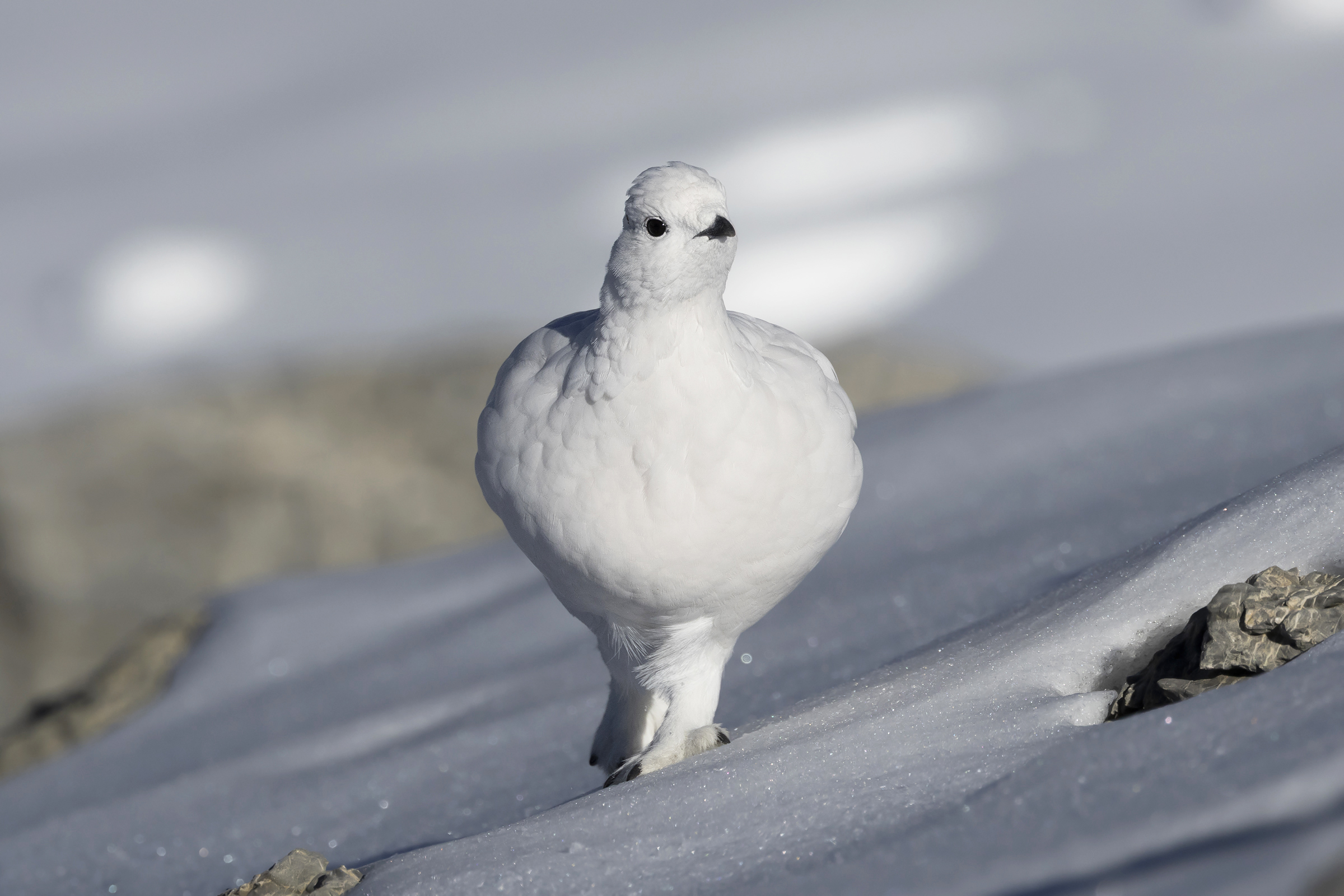 Ptarmigan