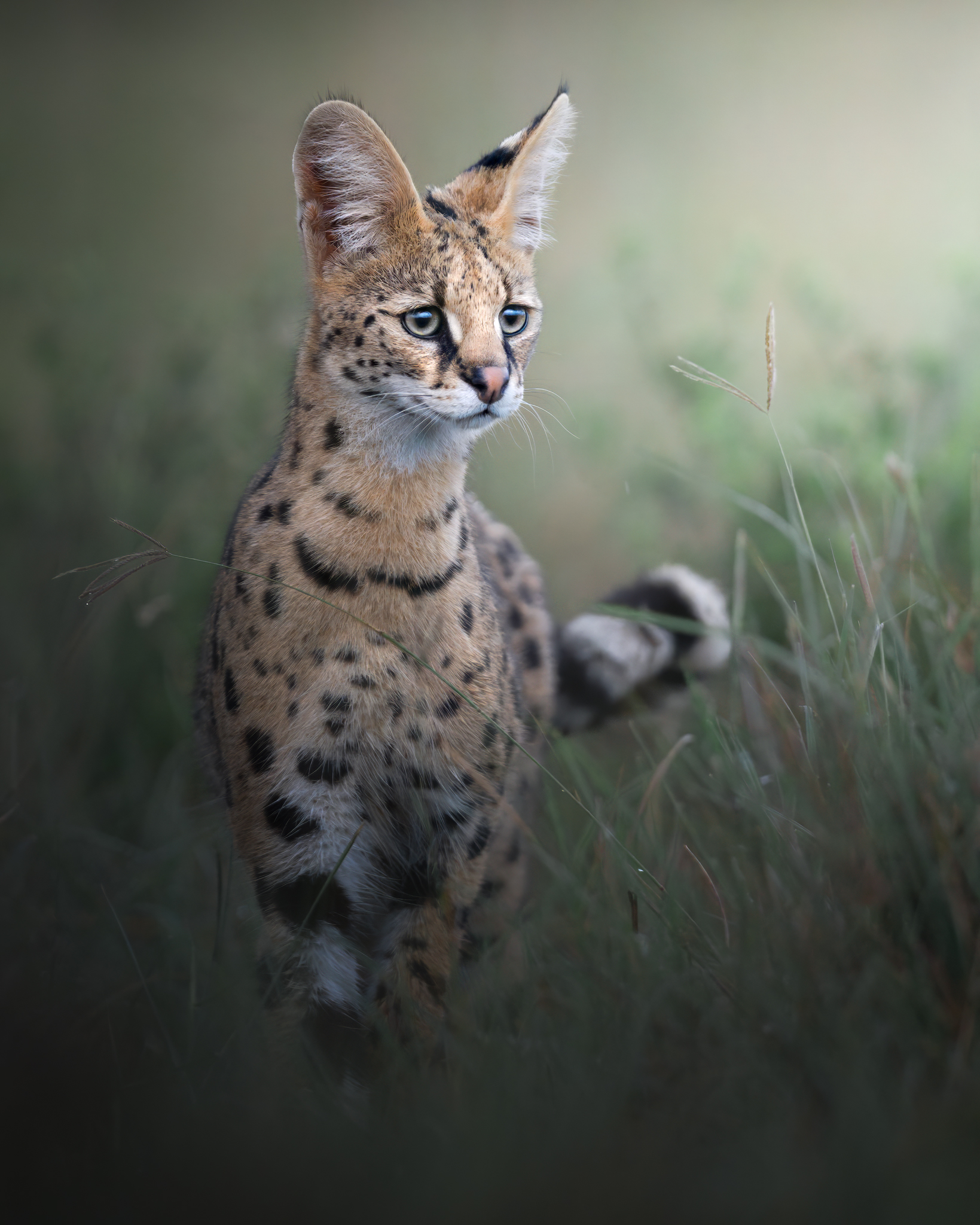 The shadow of the Savannah