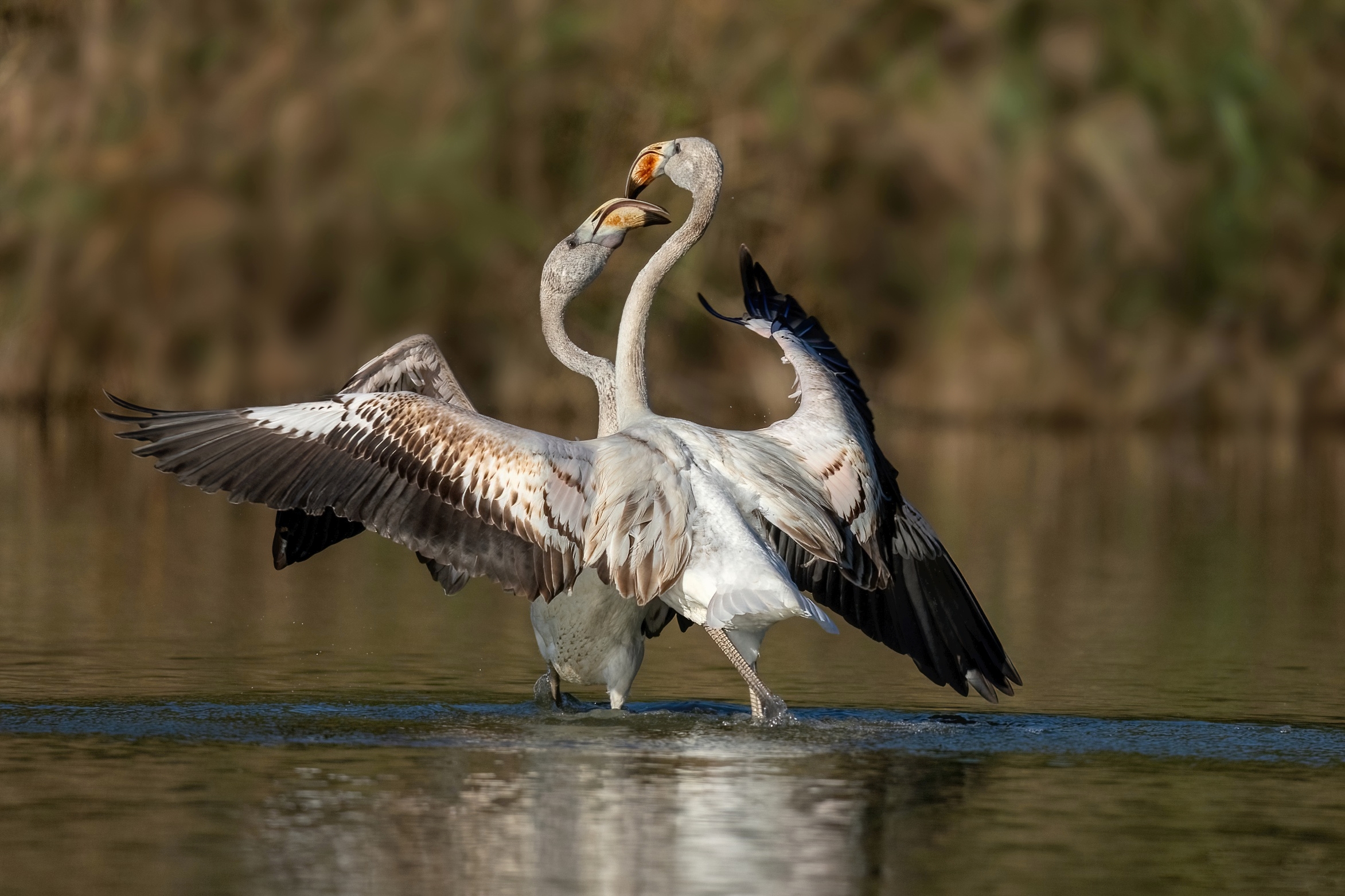Scaramucce tra giovani Fenicotteri