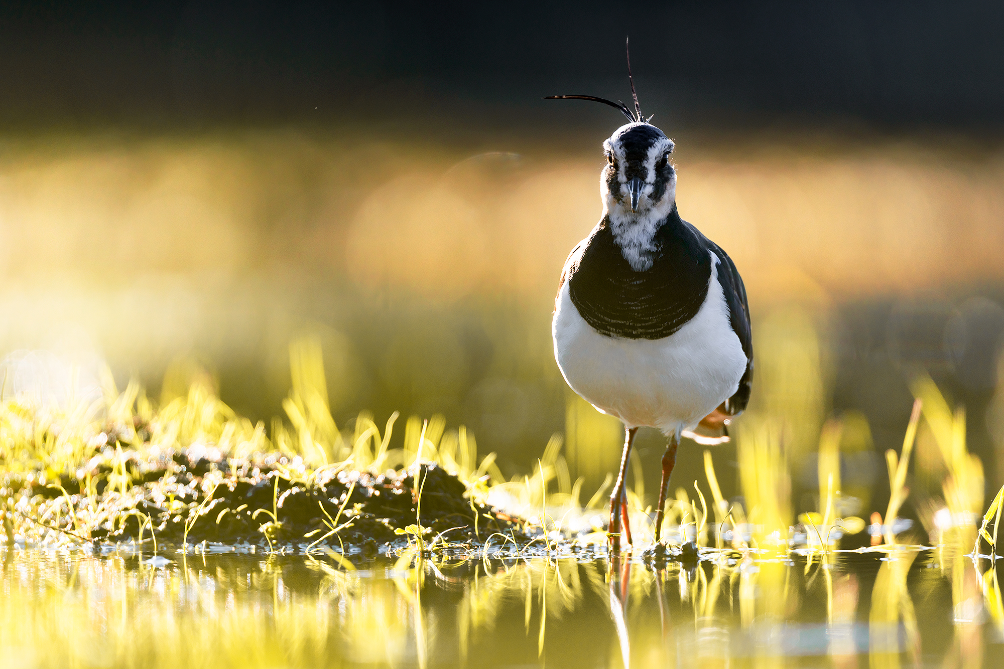 Lapwing