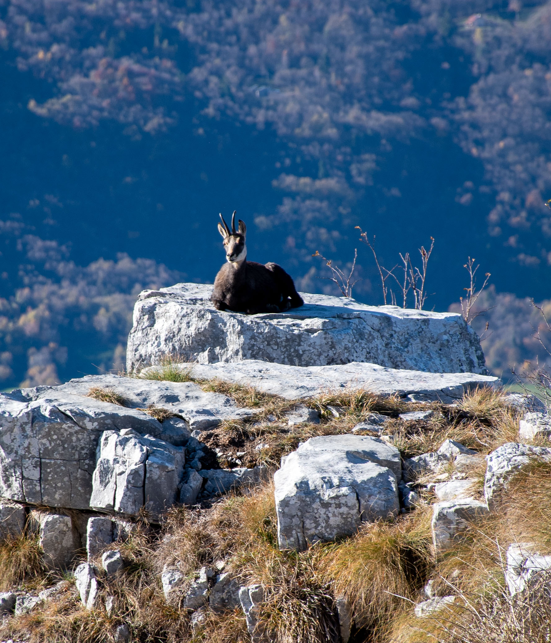 Chamois