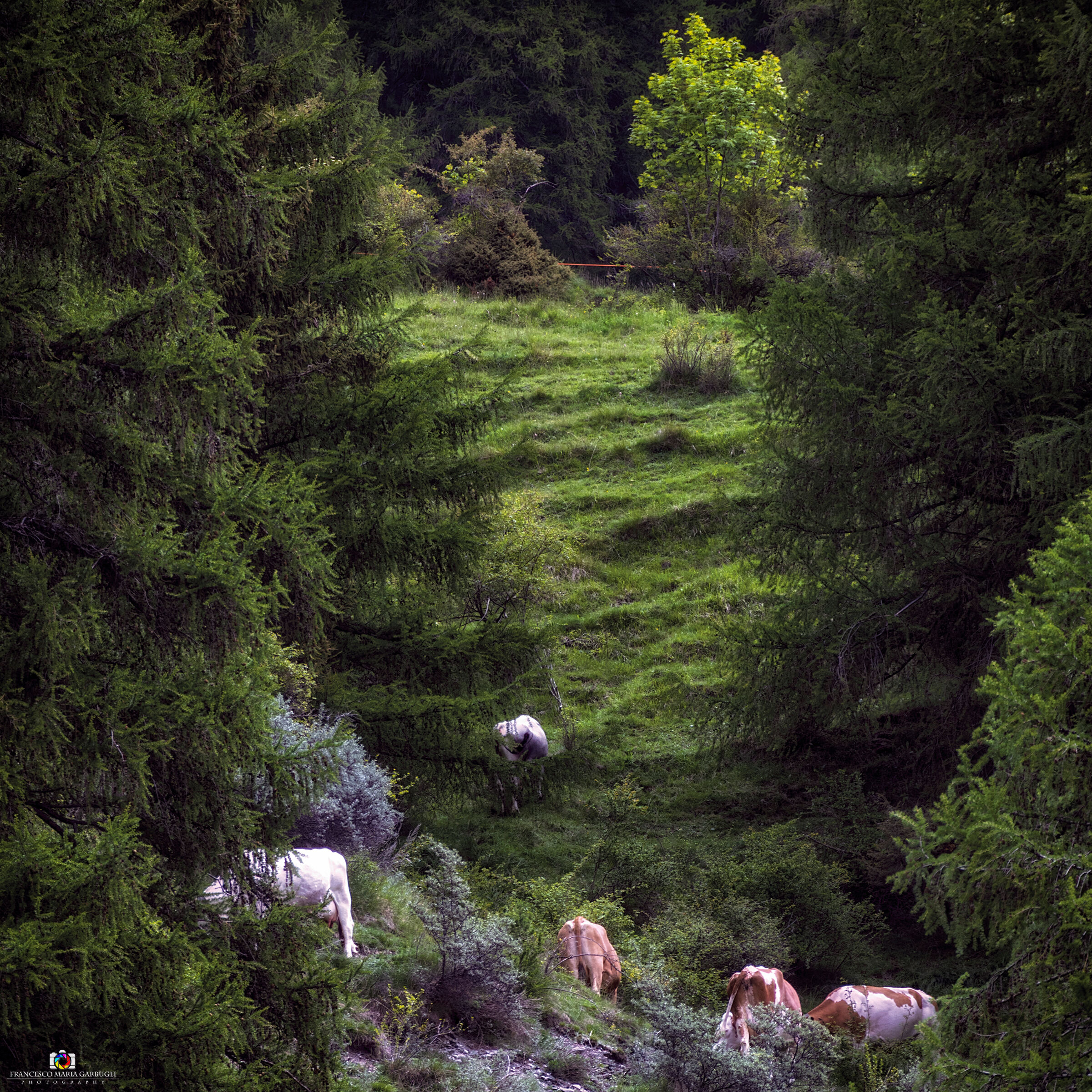 Grazing